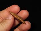 1 5/8" Cortaro Concave, New MexicoImage - 2