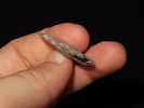 1 3/8" Shumla, TexasImage - 2