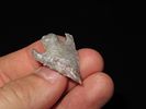 1 3/8" Shumla, TexasImage - 6