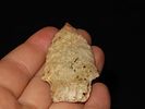 2 1/2" Johnson, Crowley Ridge Chert, Clay Co., ArkansasImage - 4