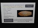 2 15/16" Clovis, Tony Putty COA, Buffalo River Chert with Brown and Red Linear Stripes, Buffalo Image - 5