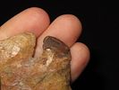 3 3/4" Thebes, Restored Ear, River-Stained, Pike Co., IllinoisImage - 5