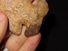 3 3/4" Thebes, Restored Ear, River-Stained, Pike Co., IllinoisImage - 6