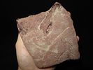 4 13/16" x 4 3/8" Extremely Rare Cahokia Wilson Tablet, Found at Cahokia in Madison Co. Image - 4