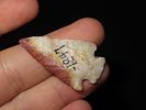 1 1/2" Bird Point, Found on the J.J. Currie Ranch, Palo Duro Canyon, Randall Co., TexasImage - 2