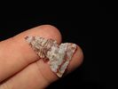 1 1/8" Washita Bird Point, Found on the Matador Ranch, Punta de Agua Creek, Hartley Co., TexasImage - 2
