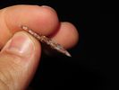 1 1/8" Washita Bird Point, Found on the Matador Ranch, Punta de Agua Creek, Hartley Co., TexasImage - 3