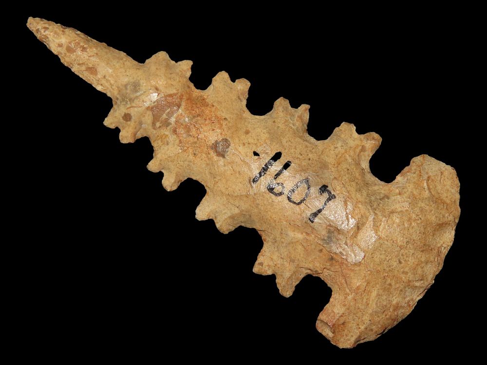 2 3/4" Ceremonial Point, Oklahoma