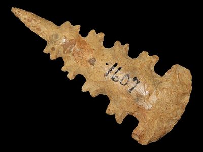 2 3/4" Ceremonial Point, Oklahoma
