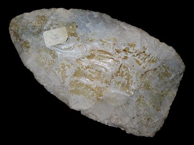 5 5/8" Red Ocher Blade, Found in Austin Co., Texas