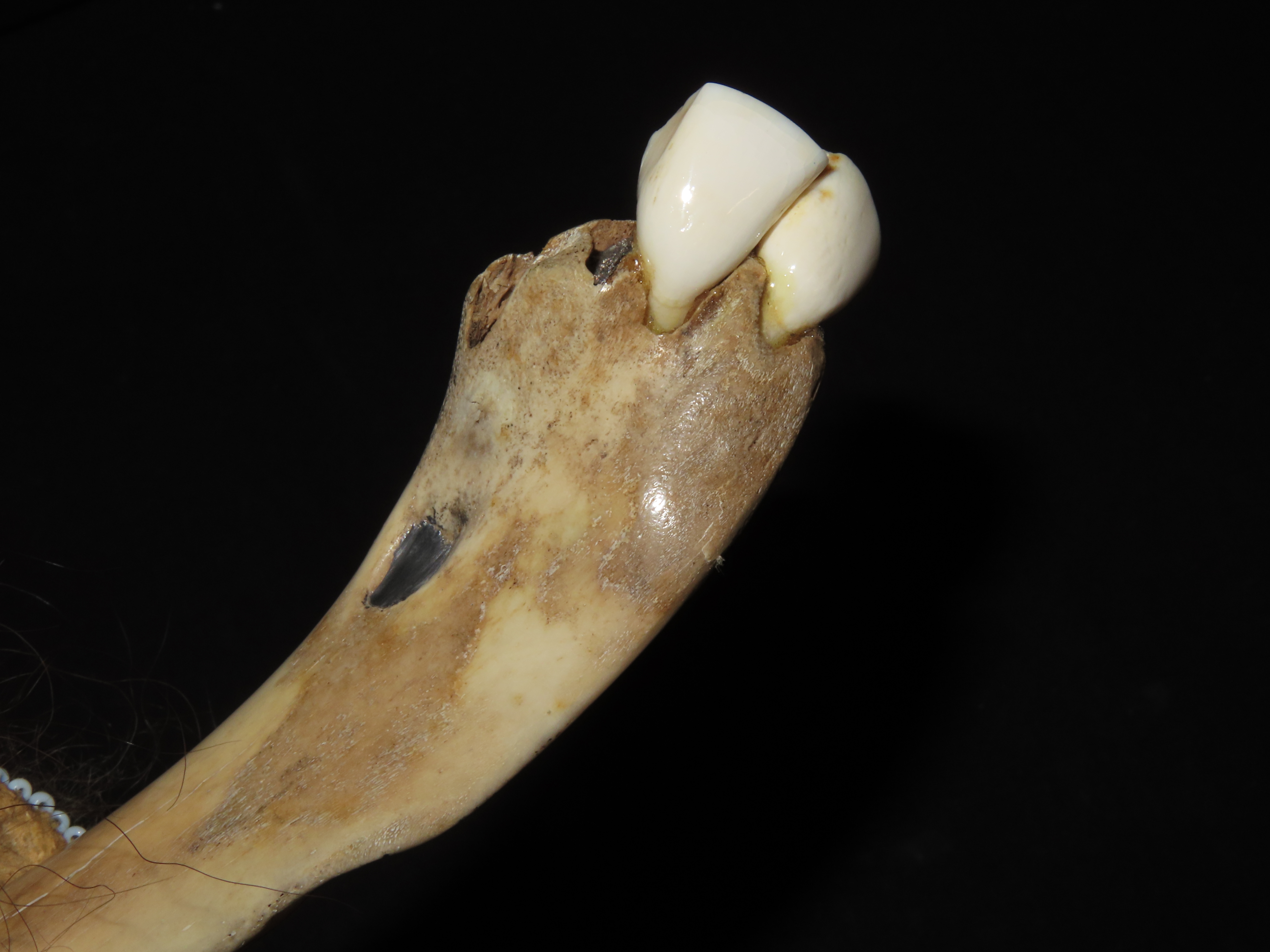9 1/4" x 1 3/8" Old-Style Bone Knife Made By Black Eagle (An Award Winning Native American Artist)