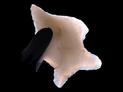 7/8" Gem Agate Micro Drill, New Mexico