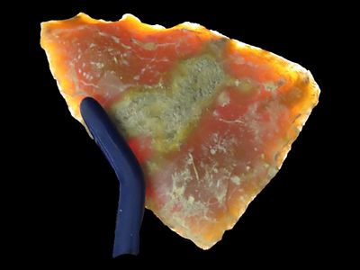 2 3/4" x 1 3/4" Translucent Fossilized Coral Blade, Found in Florida, Ex. Jim Lee Collection 