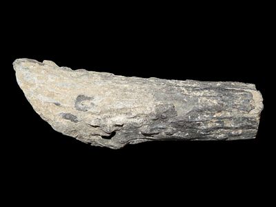 3 1/8" Deer Antler Woodland Knife Handle, Found in Christian Co., Kentucky