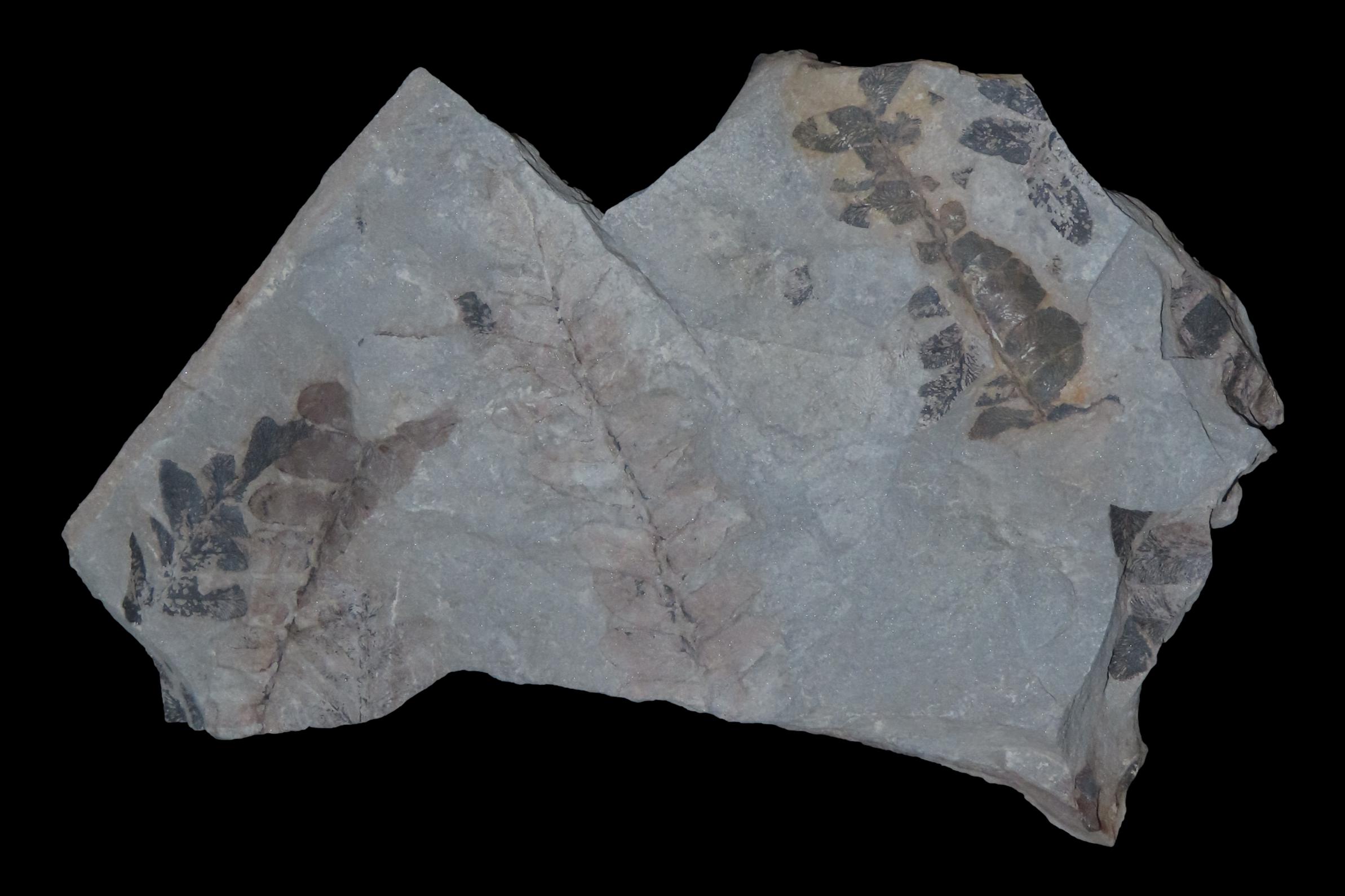 Fossil Ferns, Pennsylvania