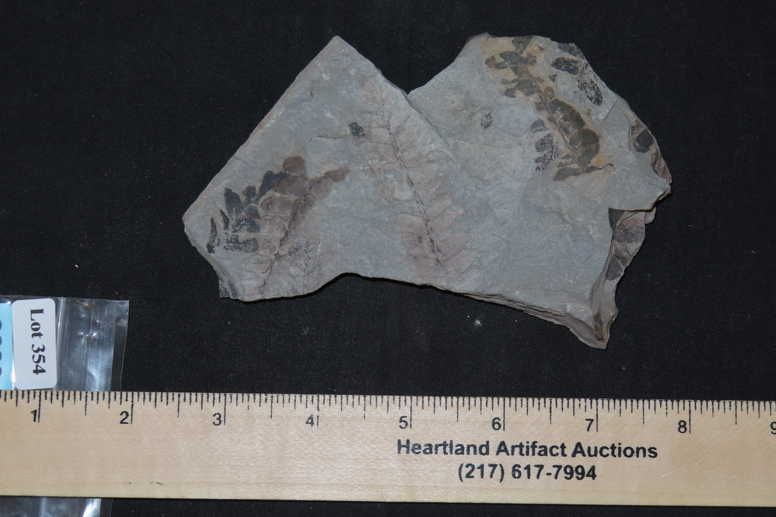 Fossil Ferns, Pennsylvania