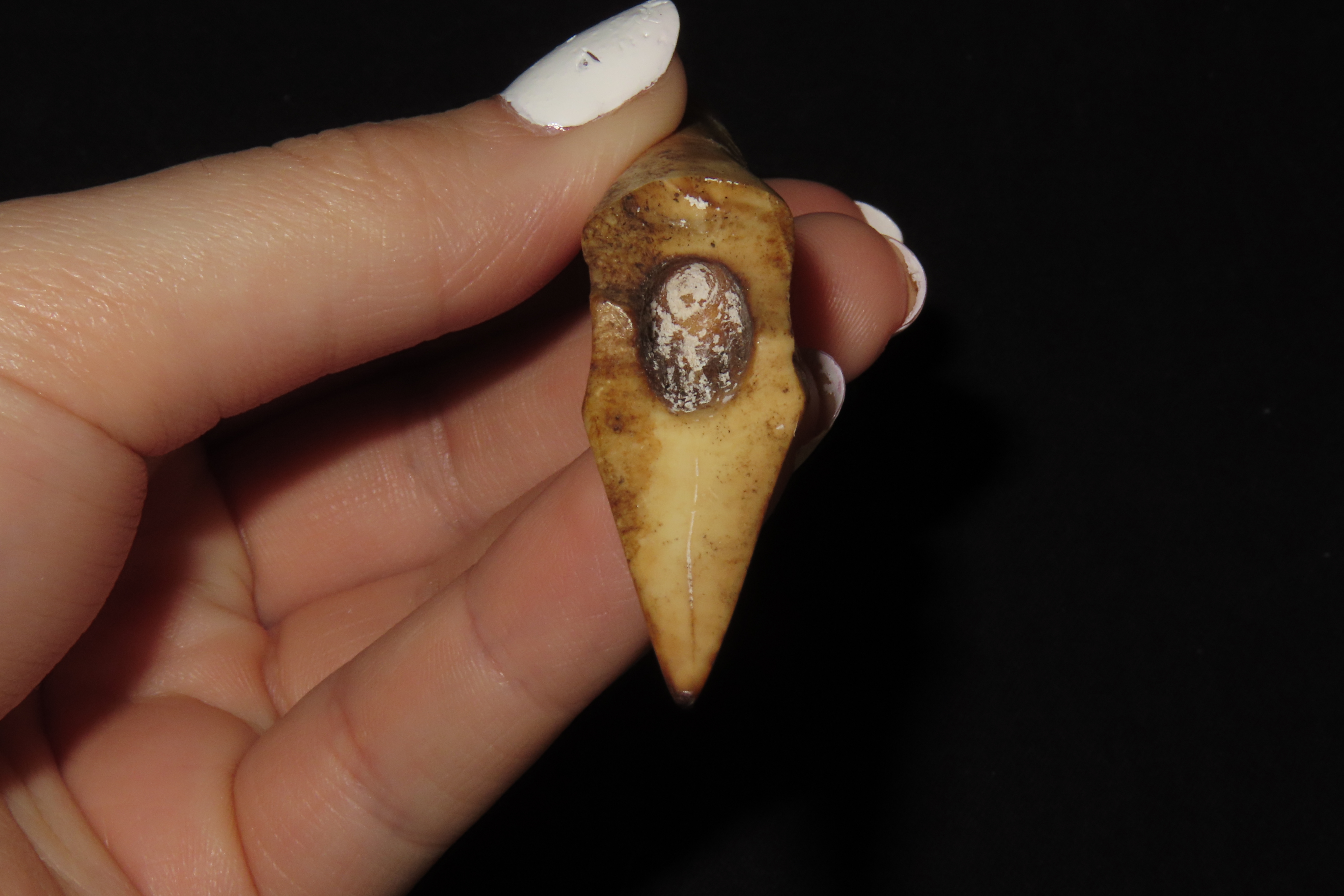 3 5/8" Eskimo Harpoon Tip, Longest Example, From Alaska