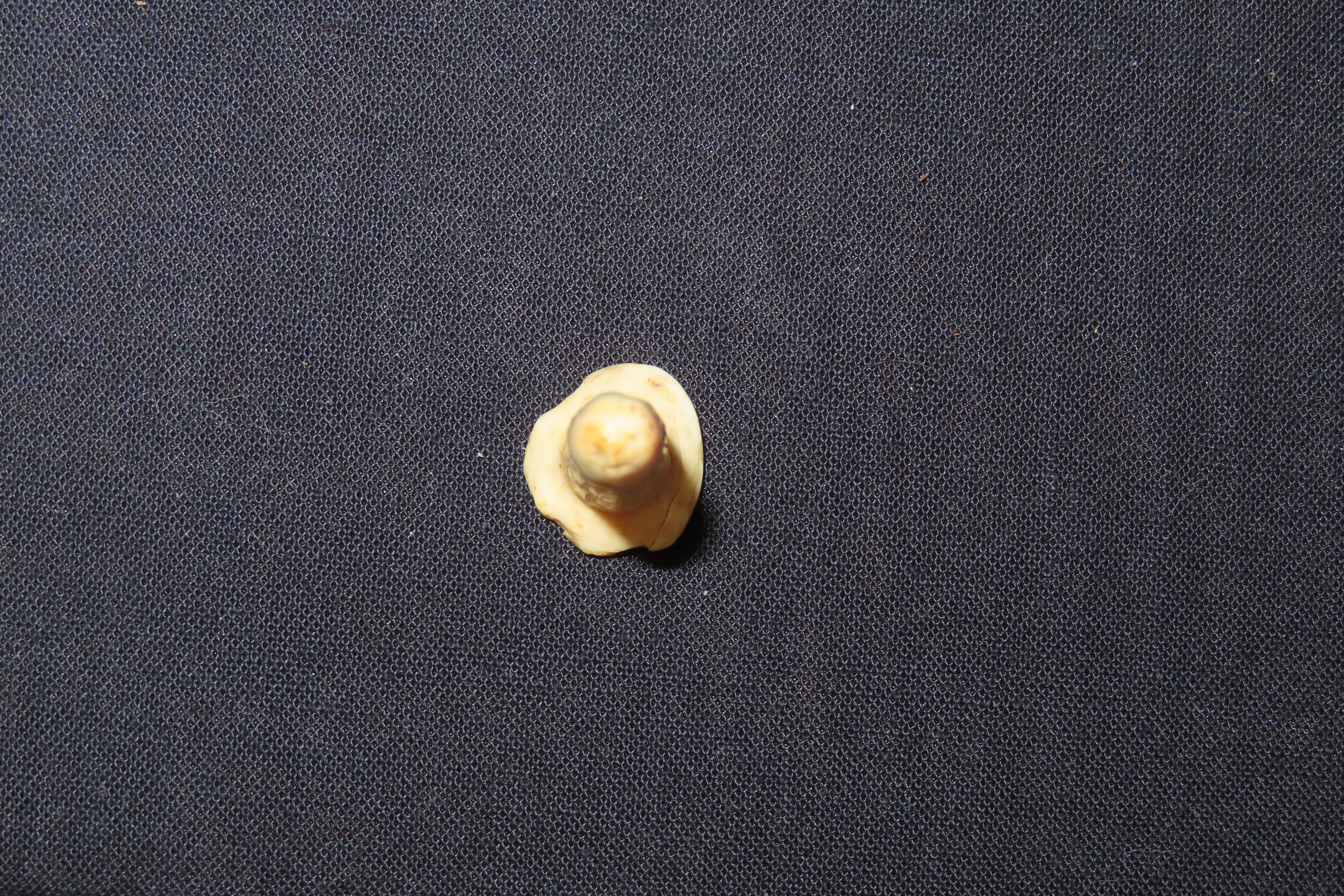 Lot of 2 Eskimo Whale Plugs, Alaska