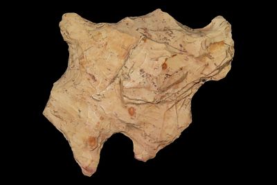 1 7/8" x 1 1/2" Eccentric, Local Chert, Clay Co., Arkansas, Ex. George Robertson