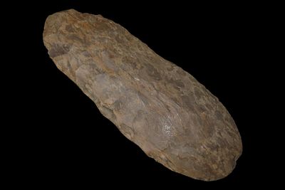 5 7/32" Flint Celt, IAGA COA, Dover Material, Paris, Tennessee