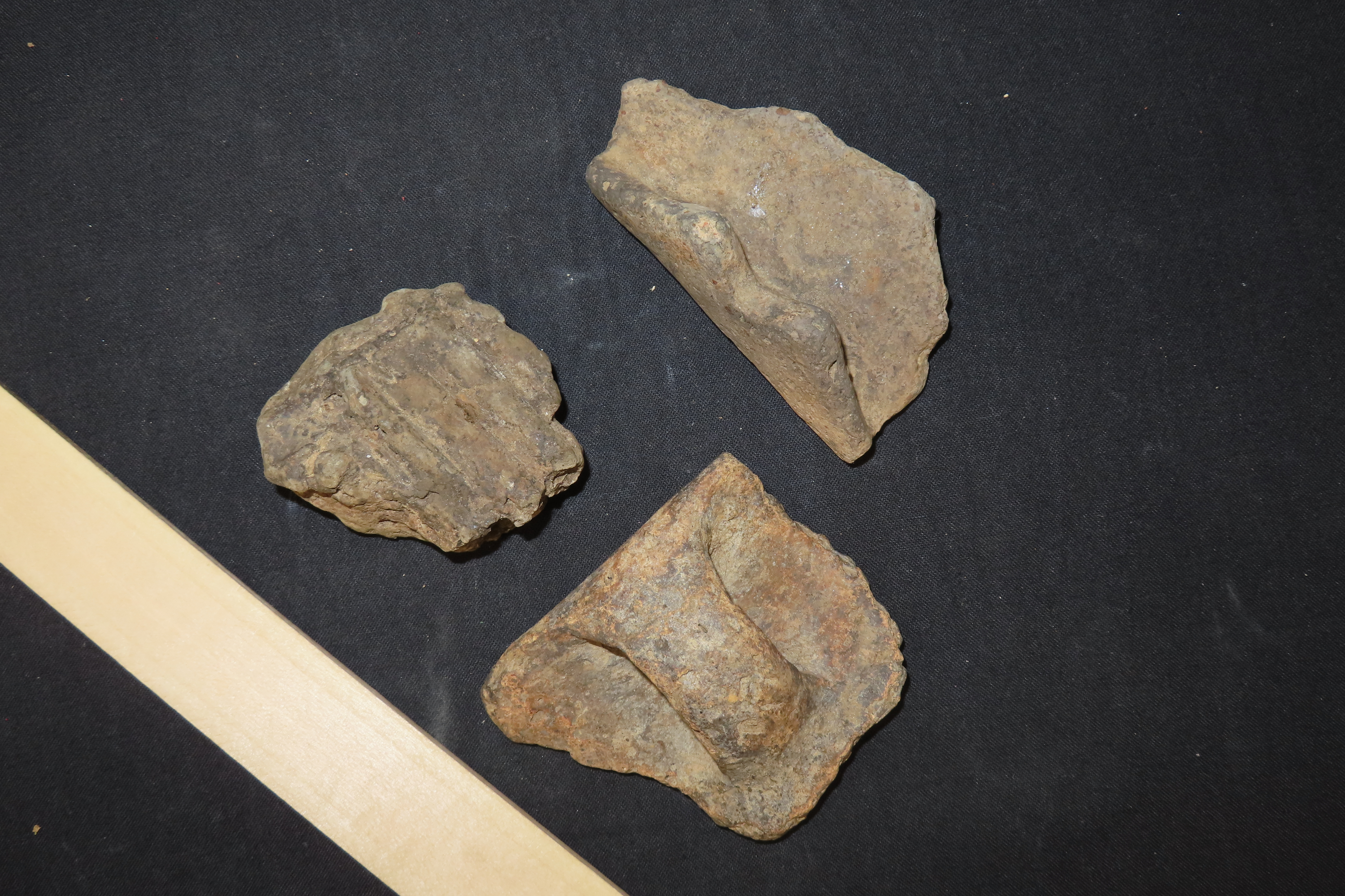 8" x 7" Riker Frame Containing House Floor Artifacts and Woodland Pottery Handles, Big Sandy River, Benton Co., Tennessee, Shell Diver Finds