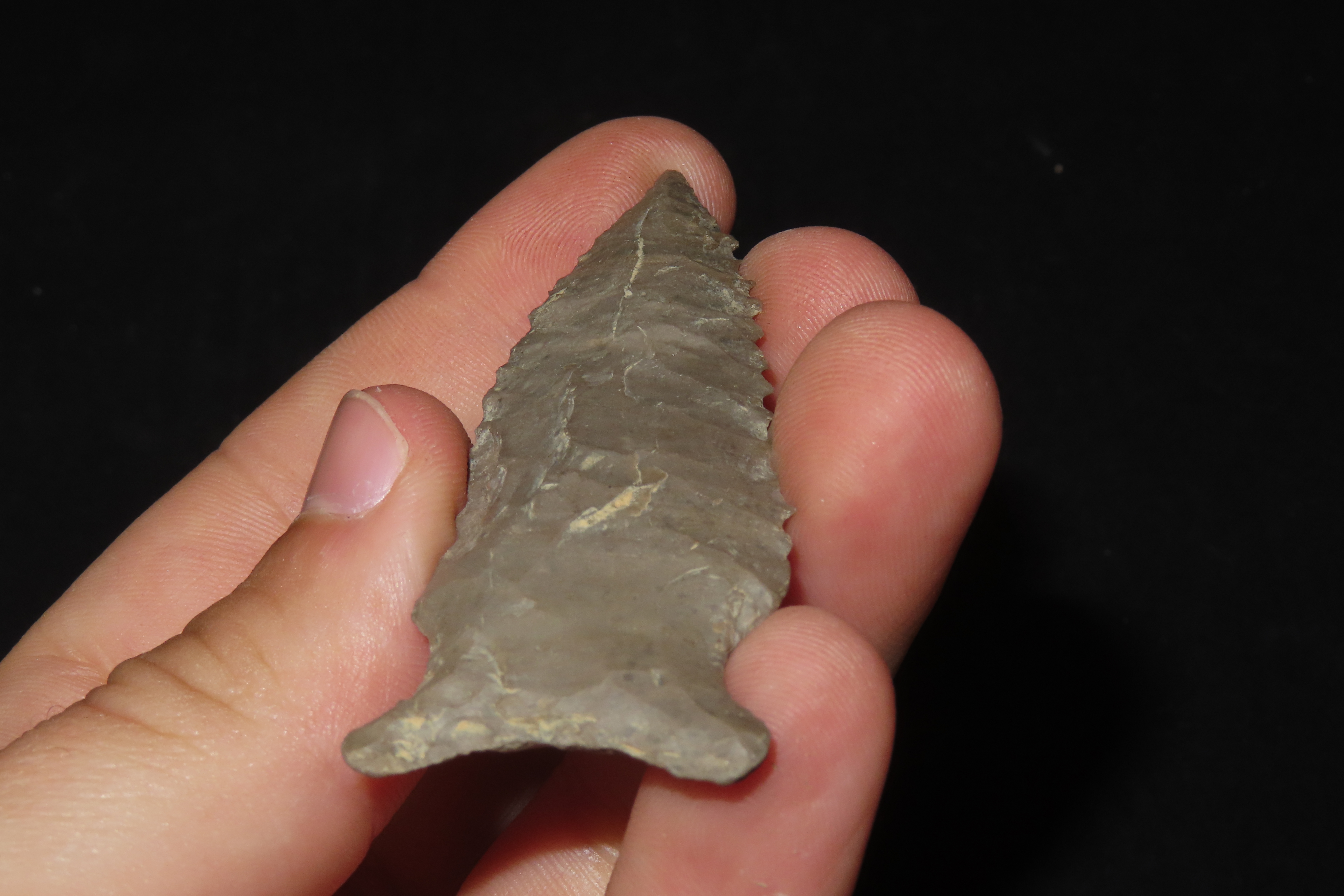 2 3/4" Pine Tree, Henderson Co., Kentucky
