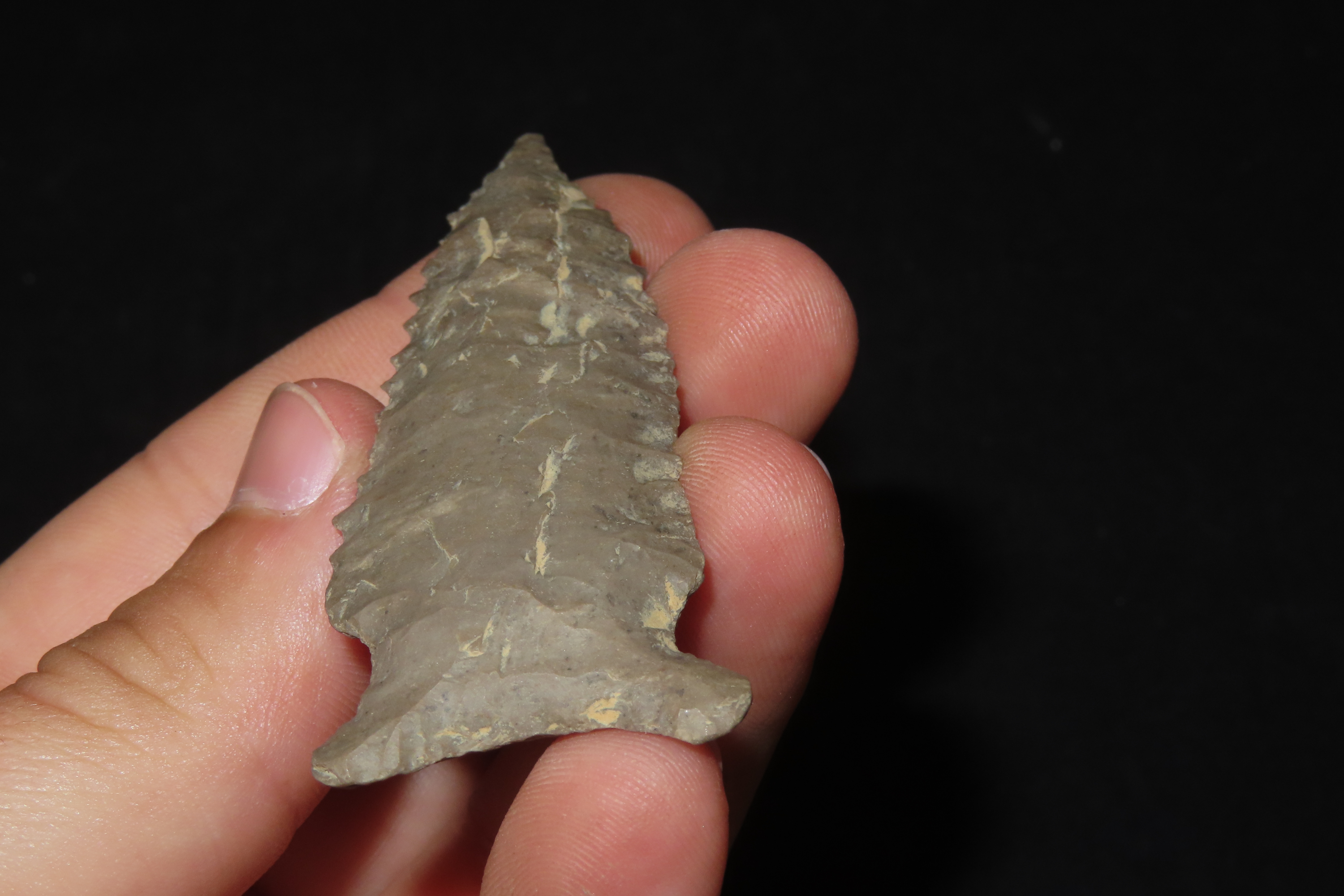 2 3/4" Pine Tree, Henderson Co., Kentucky