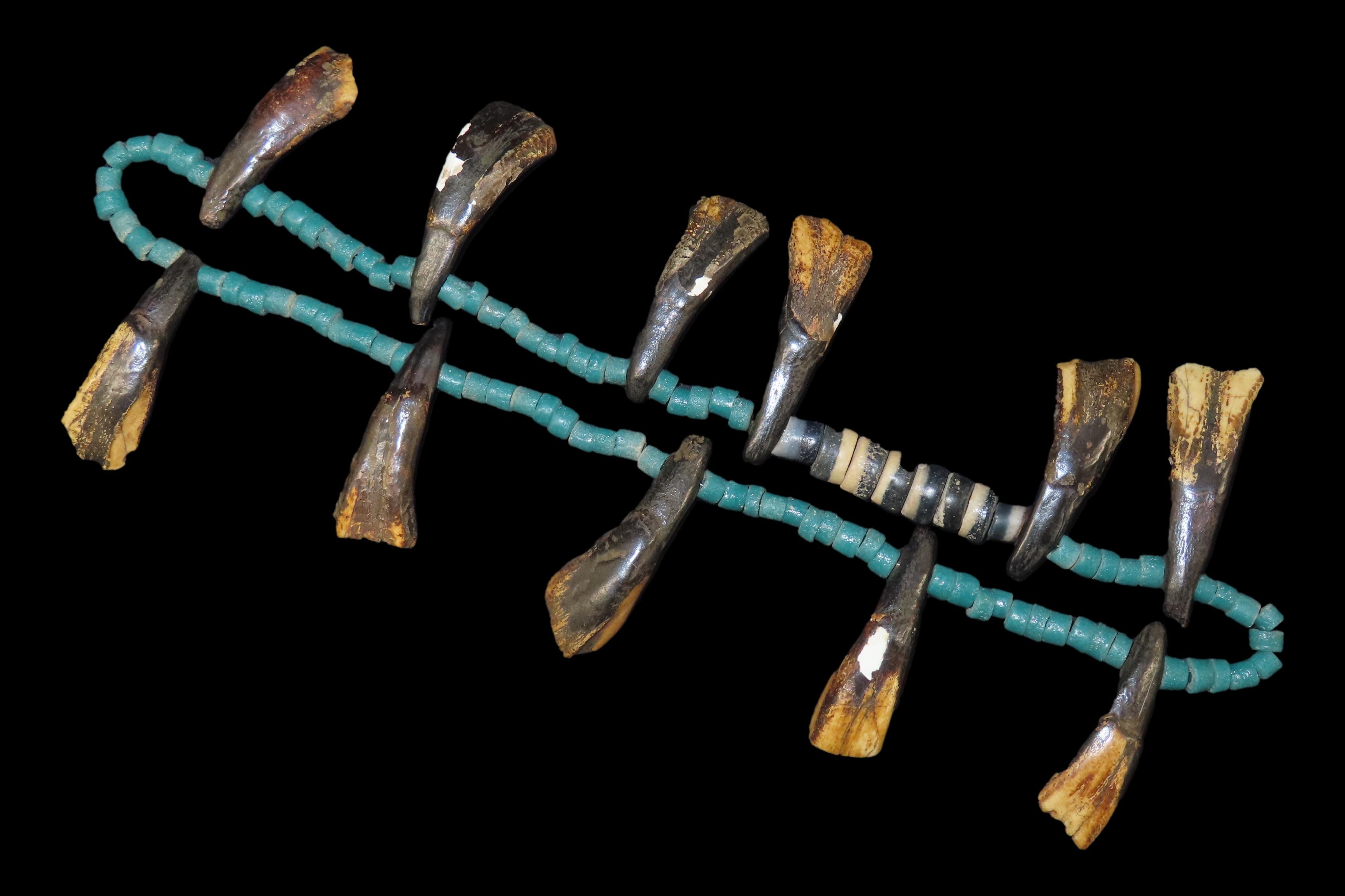 11 5/8" Buffalo Teeth and Trade Bead Necklace