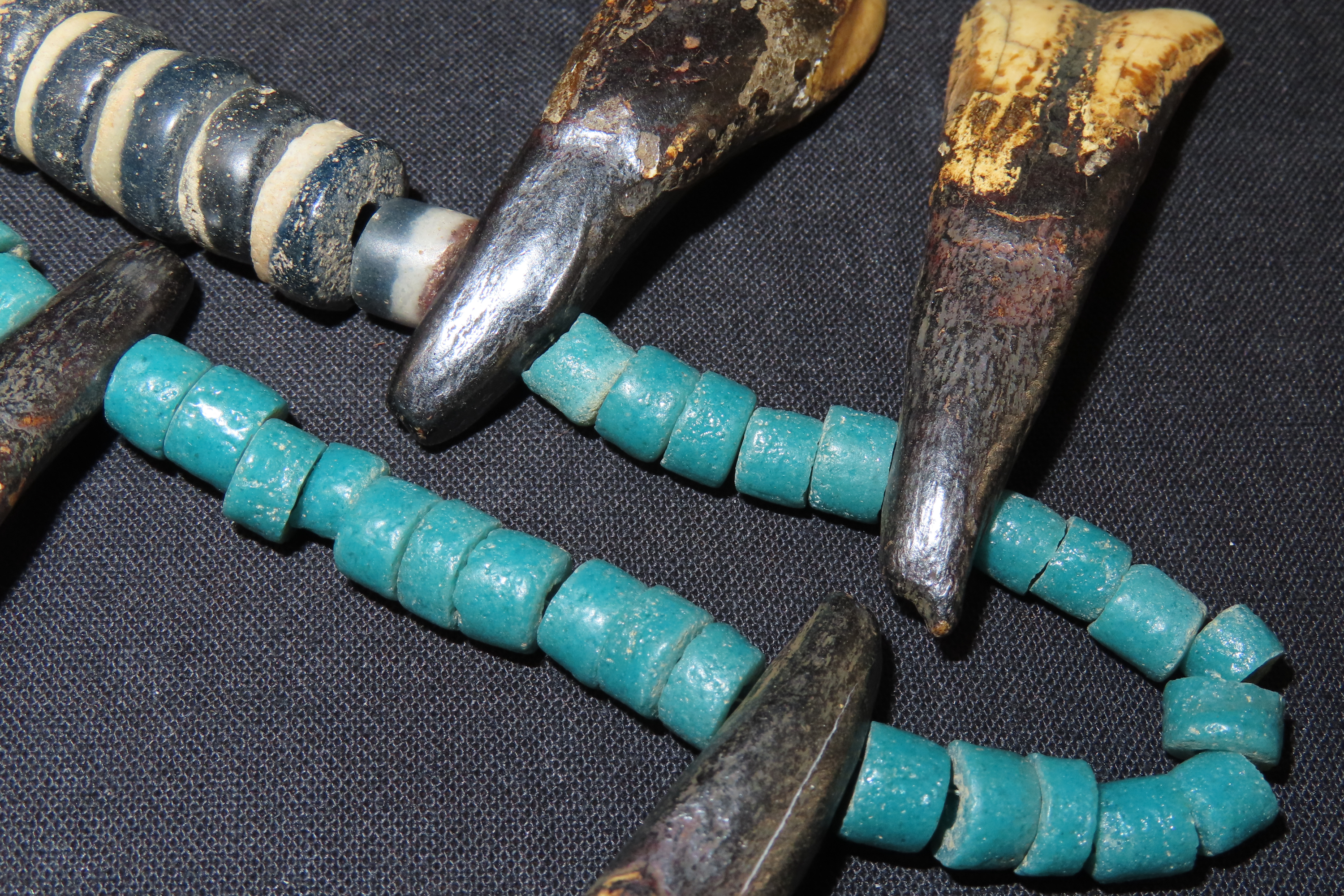11 5/8" Buffalo Teeth and Trade Bead Necklace