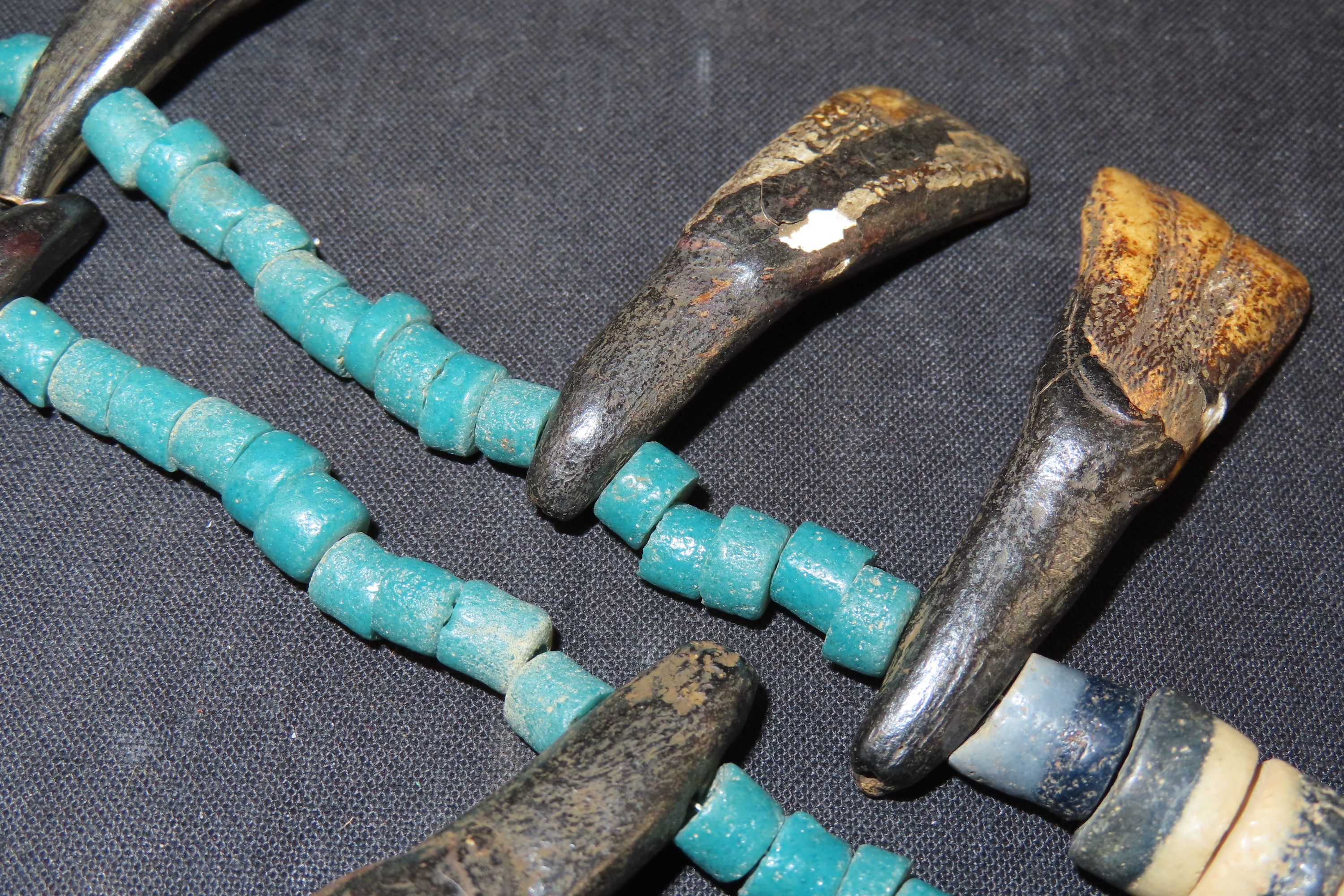 11 5/8" Buffalo Teeth and Trade Bead Necklace