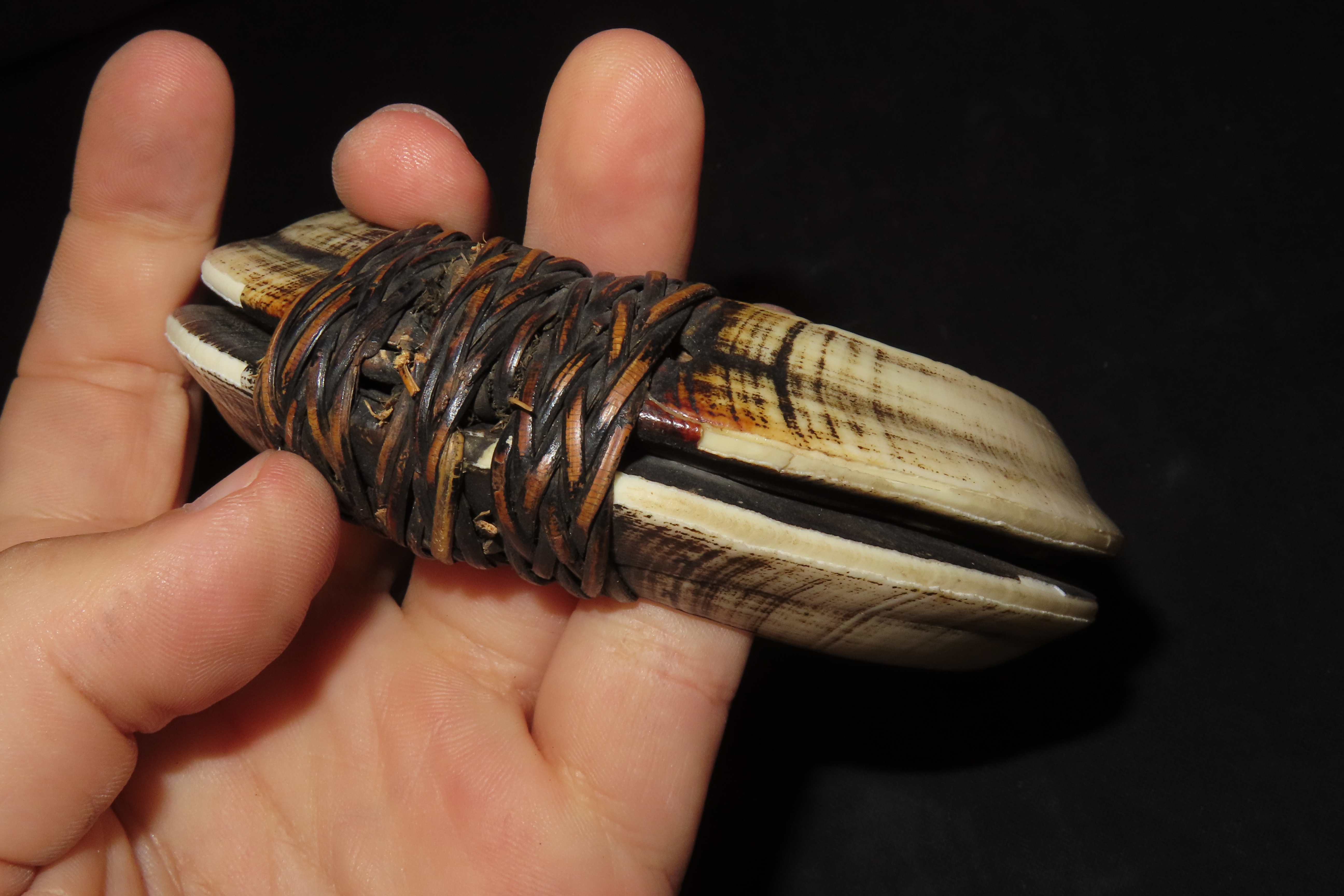 4 3/8" New Guinea Bracelet, 4 Boar Tusks Bound with Braided Leather