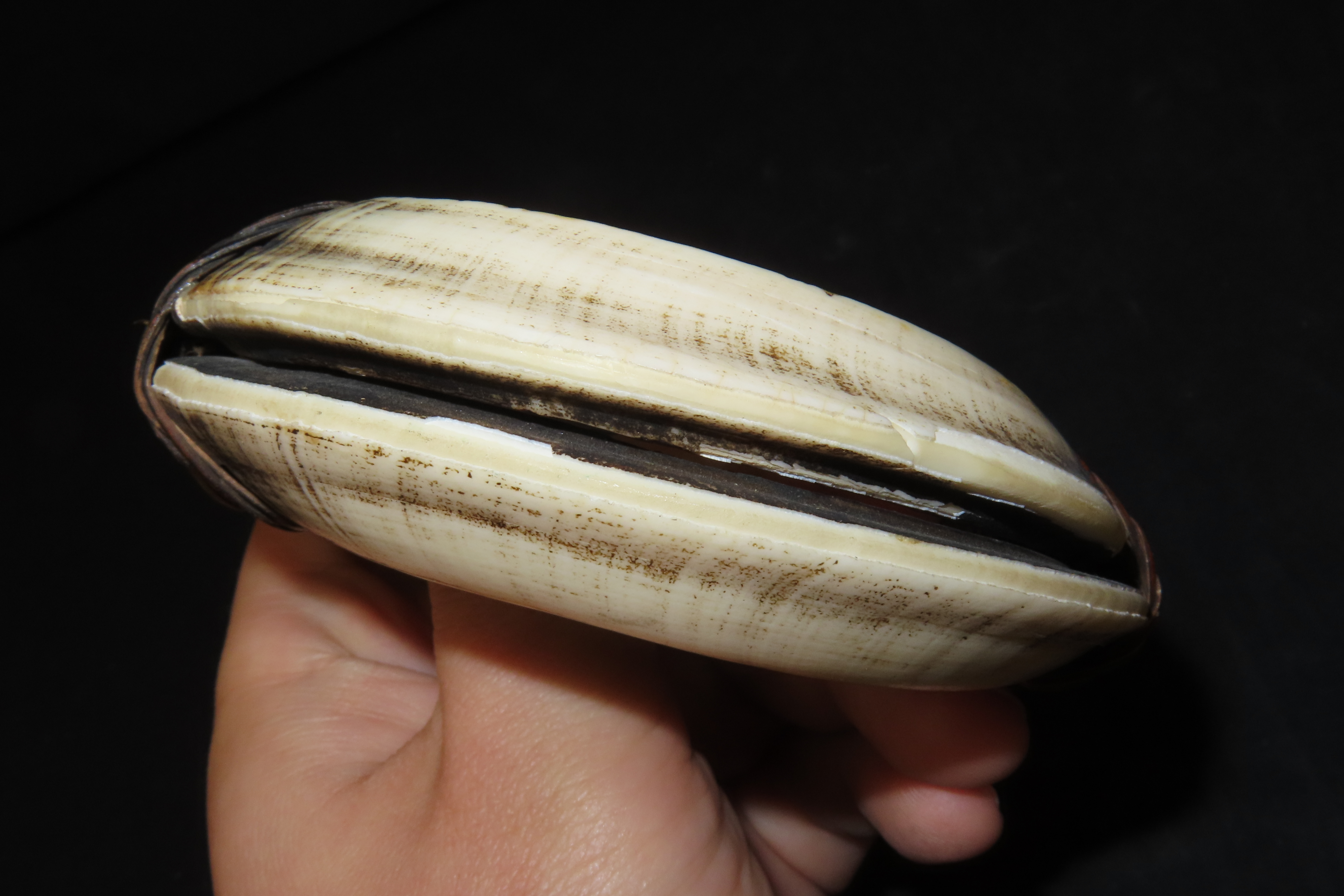 4 3/8" New Guinea Bracelet, 4 Boar Tusks Bound with Braided Leather