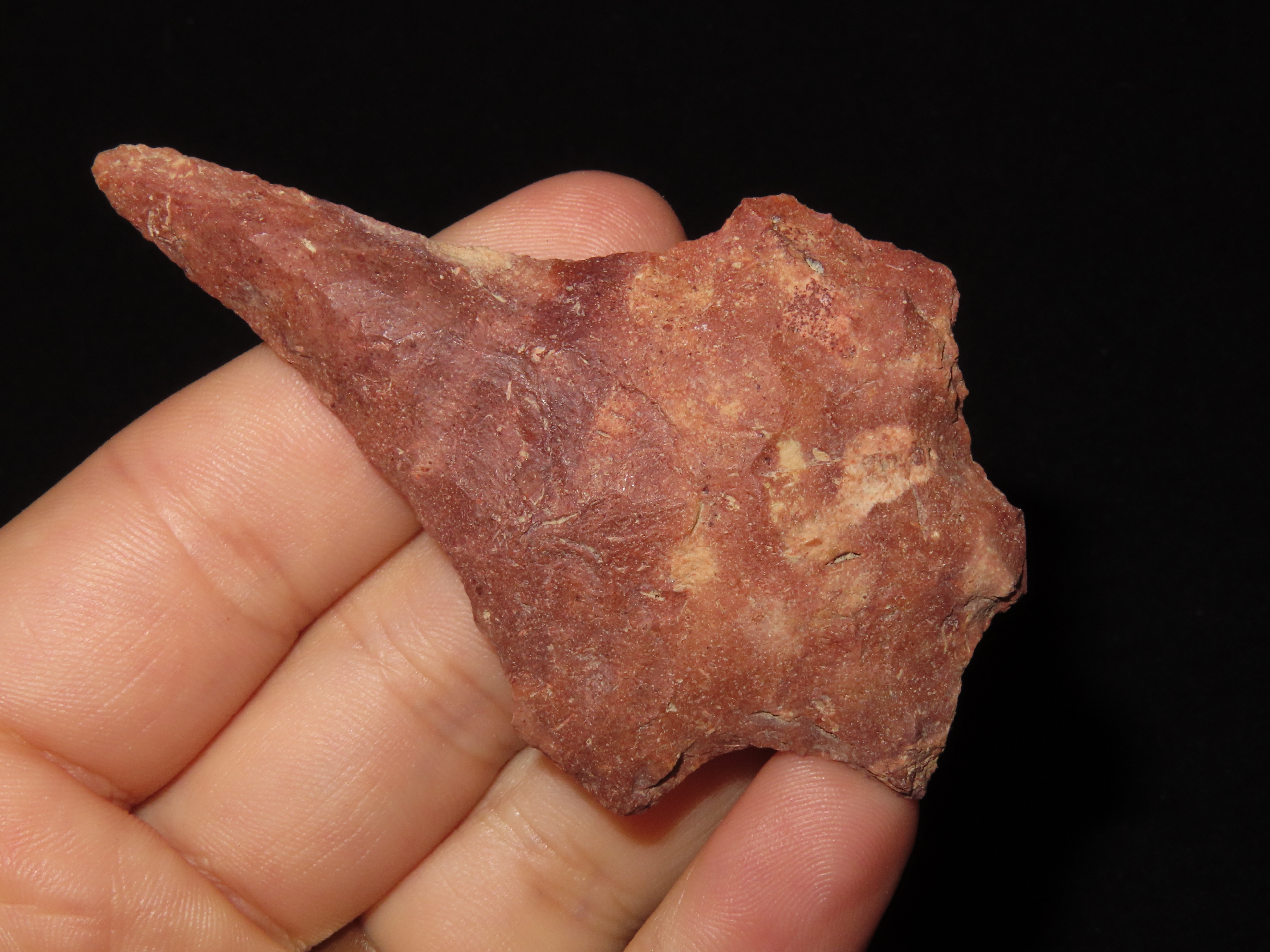 3 1/8" Colorful Florida Savanah River Drill found in Hernando County, FL. Ex Brian Boles Collection. Deep South Arrowhead.