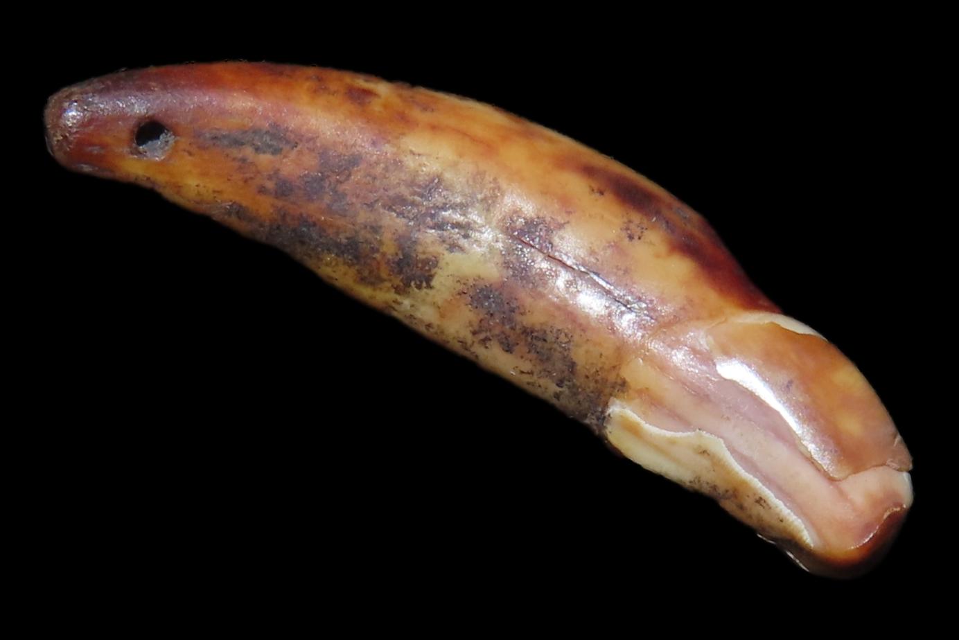 Nice Anciently Drilled Wolf Canine Tooth Pendant found in Alaska. Old Alaskan Eskimo Artifact.