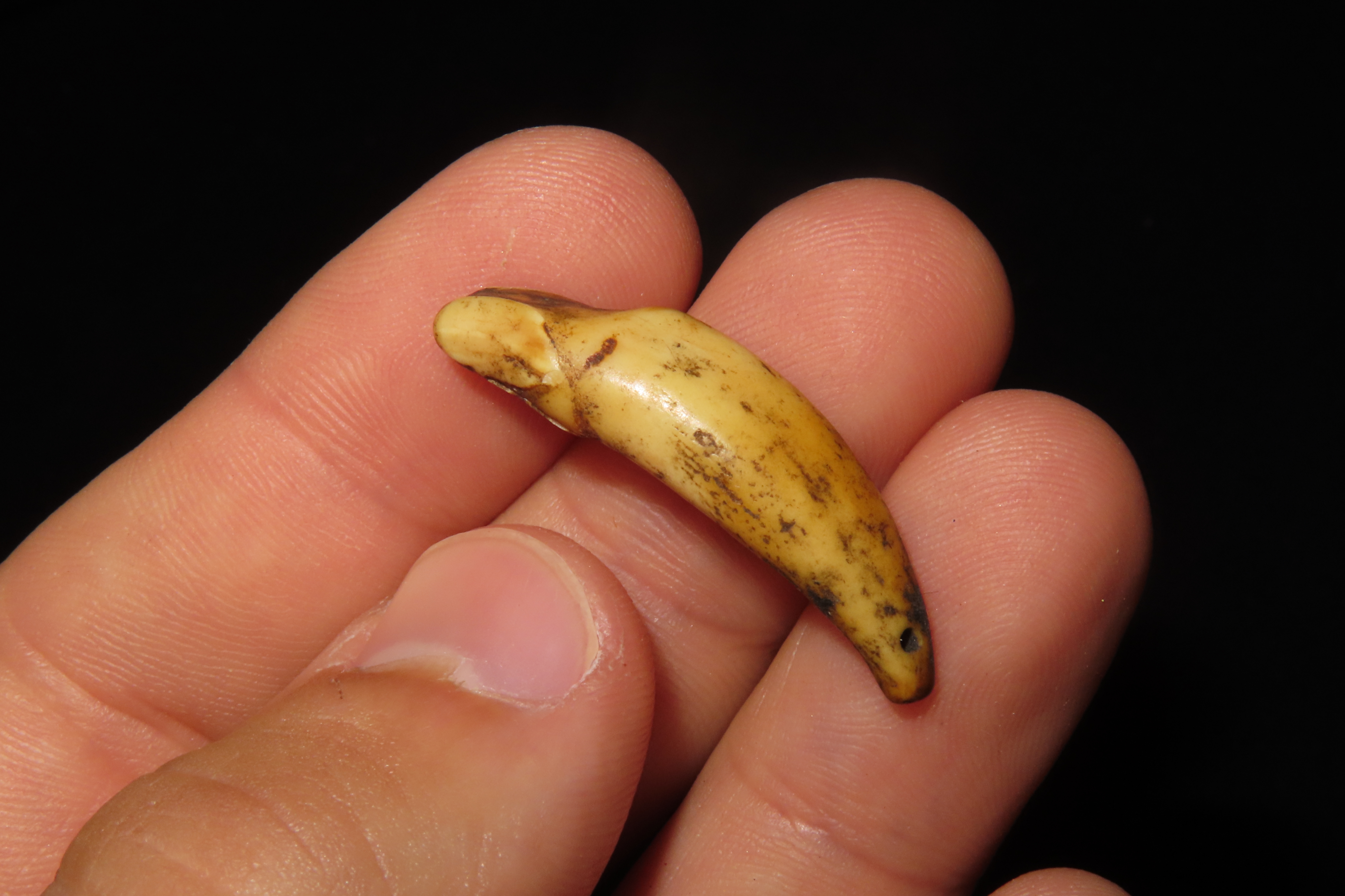 Nice Anciently Drilled Wolf Canine Tooth Pendant found in Alaska. Old Alaskan Eskimo Artifact.