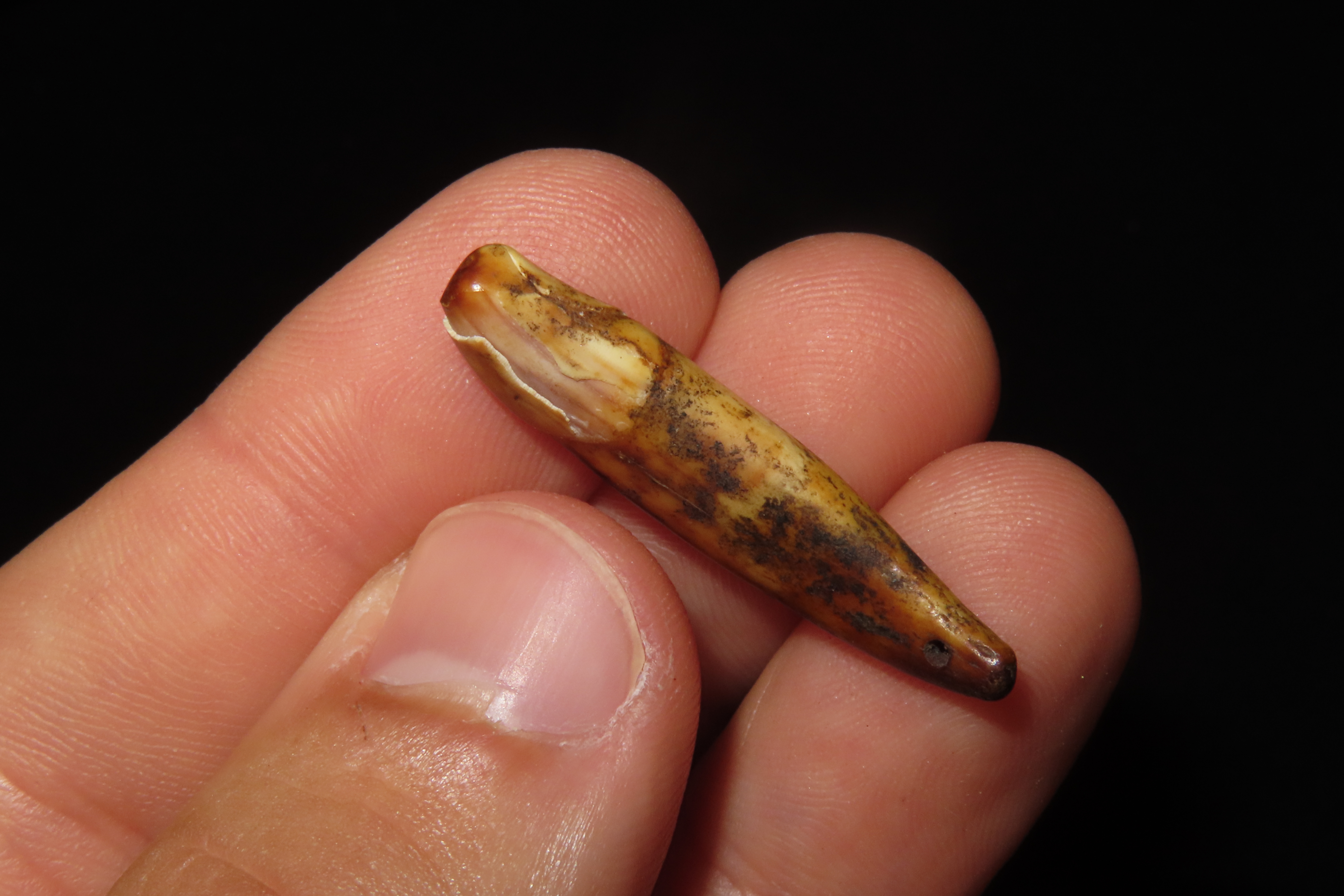 Nice Anciently Drilled Wolf Canine Tooth Pendant found in Alaska. Old Alaskan Eskimo Artifact.