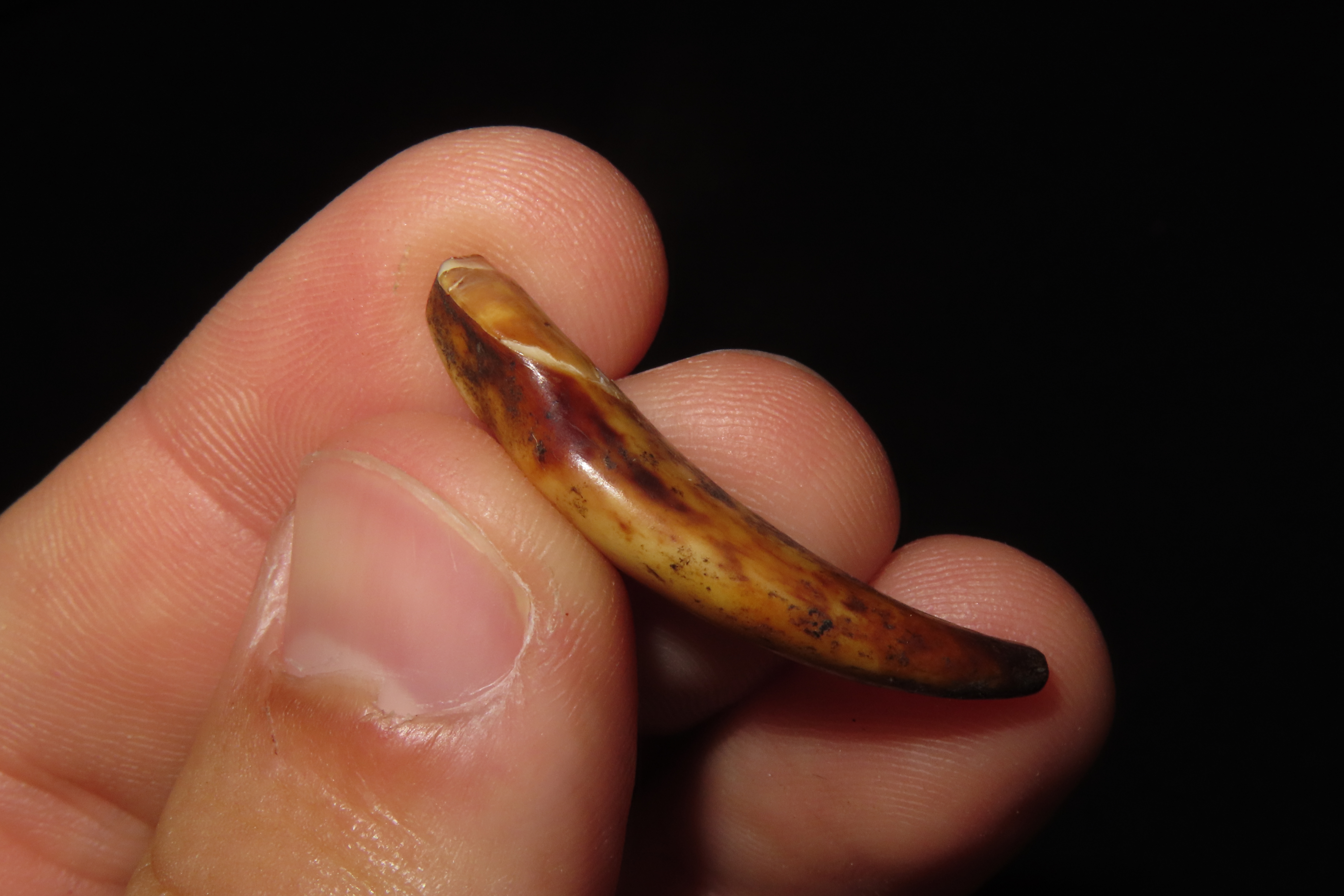 Nice Anciently Drilled Wolf Canine Tooth Pendant found in Alaska. Old Alaskan Eskimo Artifact.