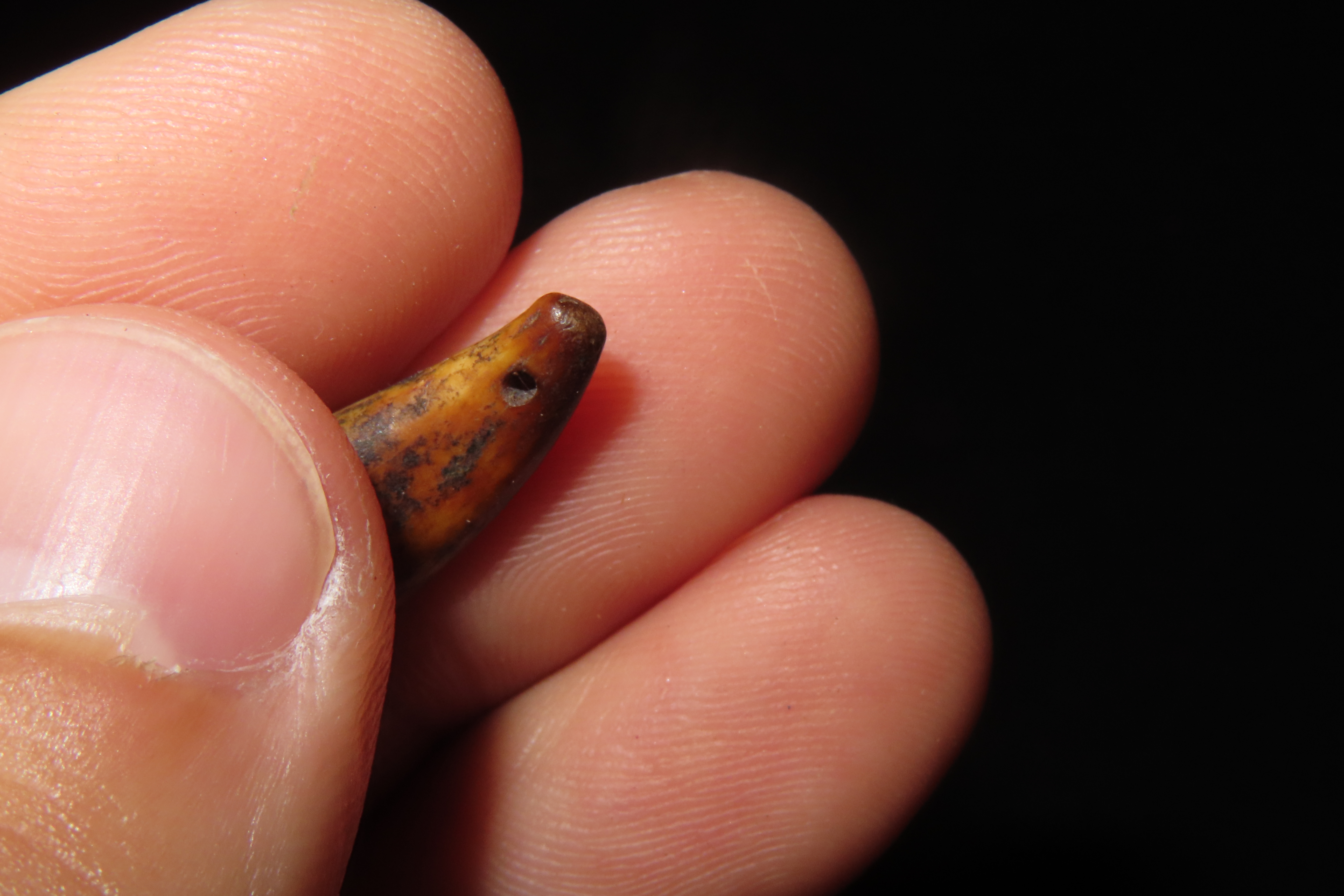 Nice Anciently Drilled Wolf Canine Tooth Pendant found in Alaska. Old Alaskan Eskimo Artifact.