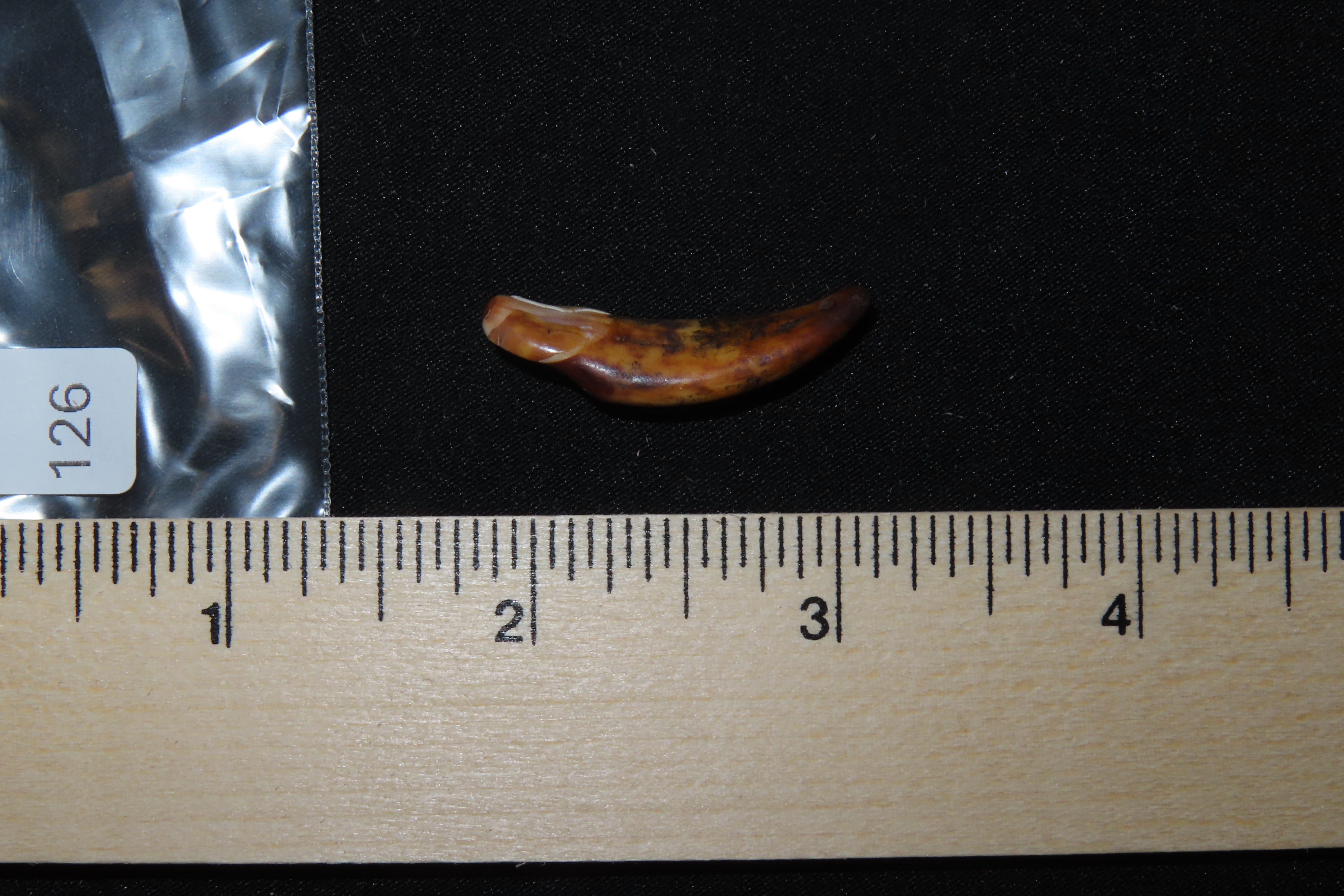 Nice Anciently Drilled Wolf Canine Tooth Pendant found in Alaska. Old Alaskan Eskimo Artifact.