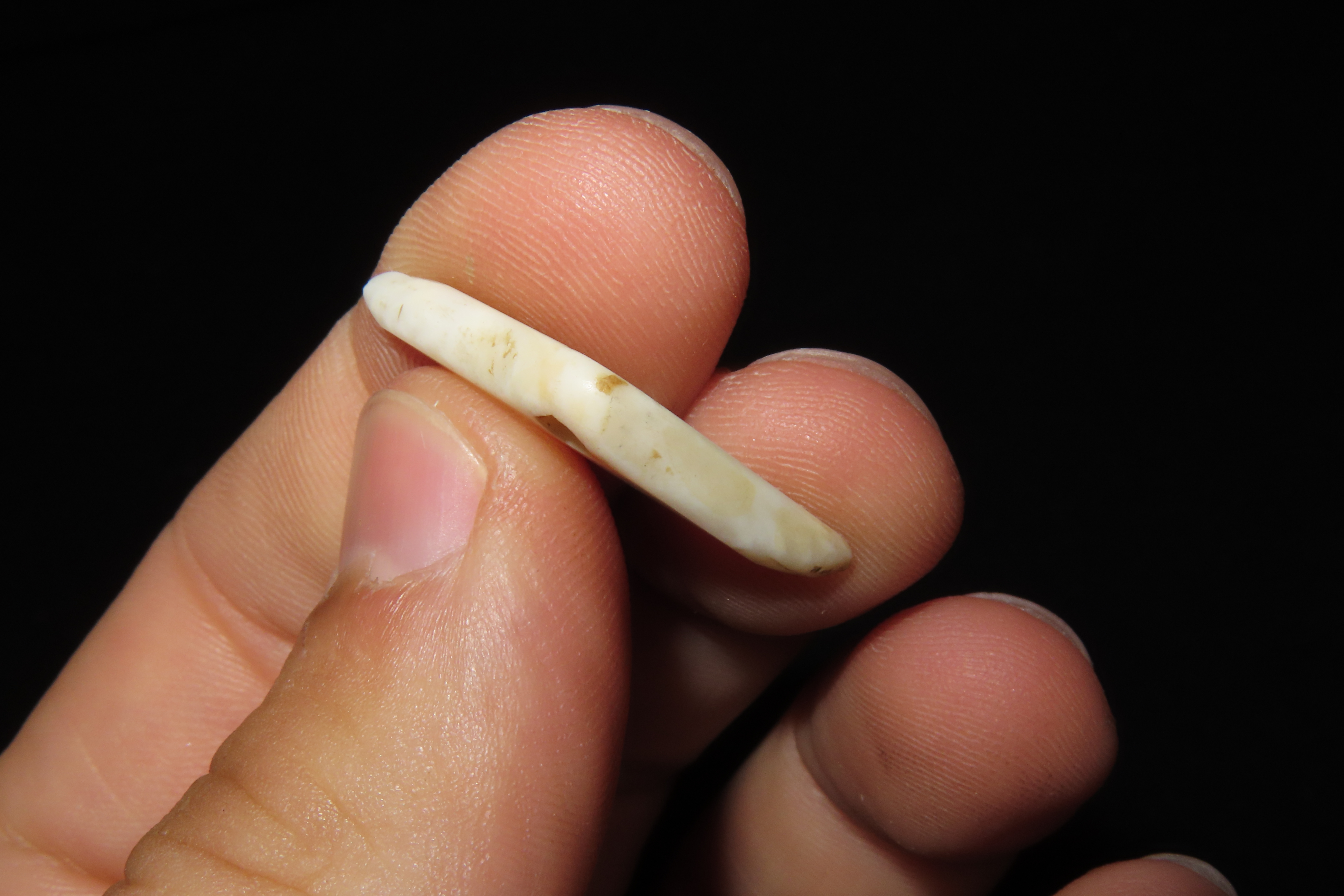 Nice Mimbres / Hohokam Effigy Shell Pendant found in Arizona. Nicely shaped and polished example, drilled for suspension.