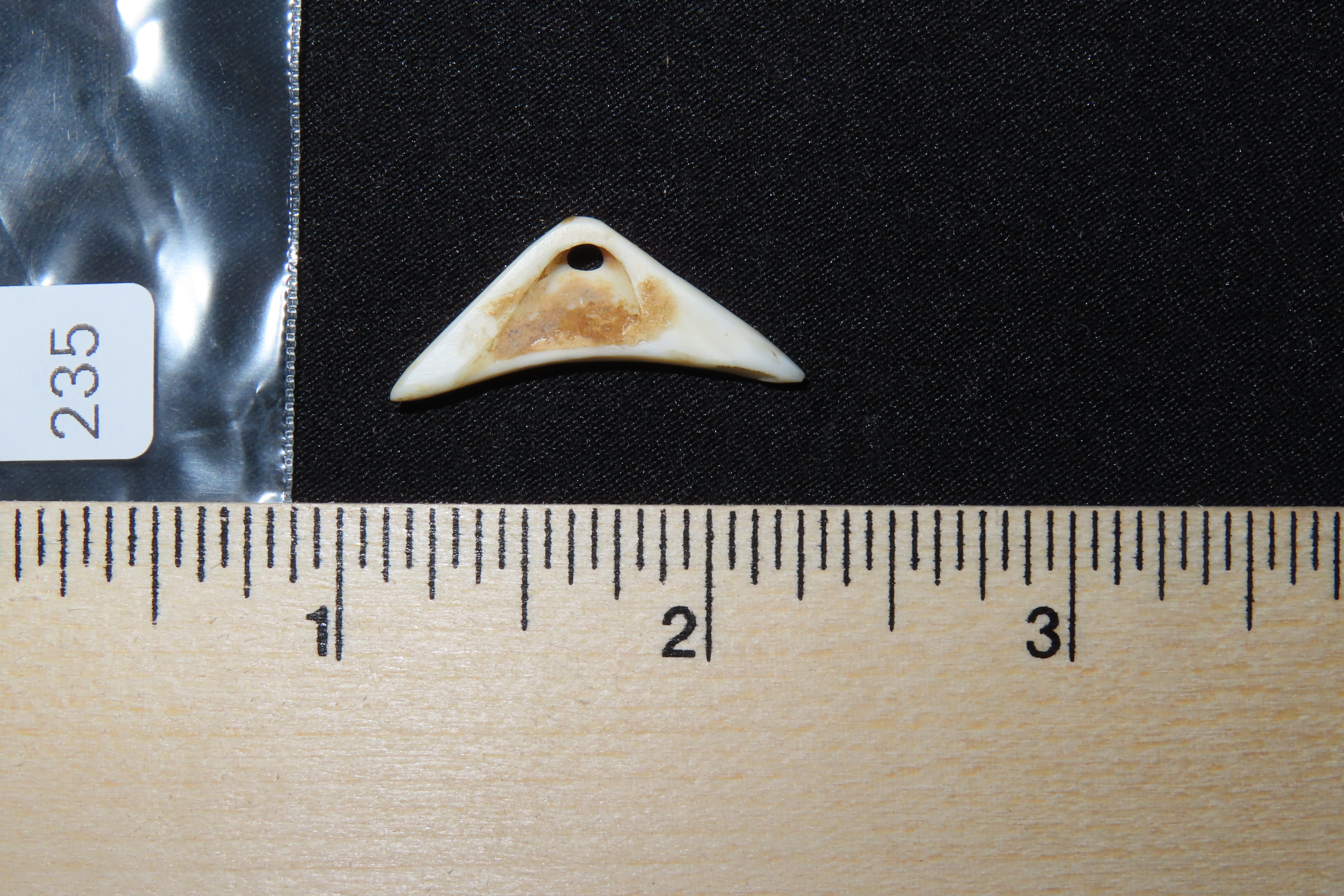 Nice Mimbres / Hohokam Effigy Shell Pendant found in Arizona. Nicely shaped and polished example, drilled for suspension.