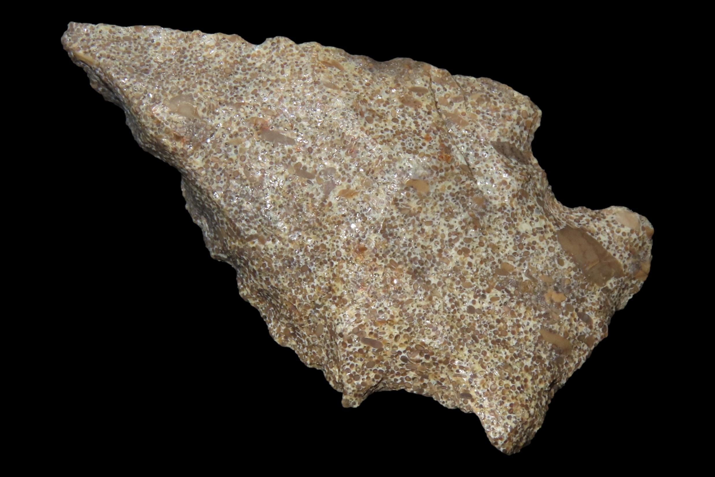 Nice 2 1/8" Florida Bolen Bevel found in Madison County, Fl. Ex Brian Boles Collection. Deep South Arrowhead.