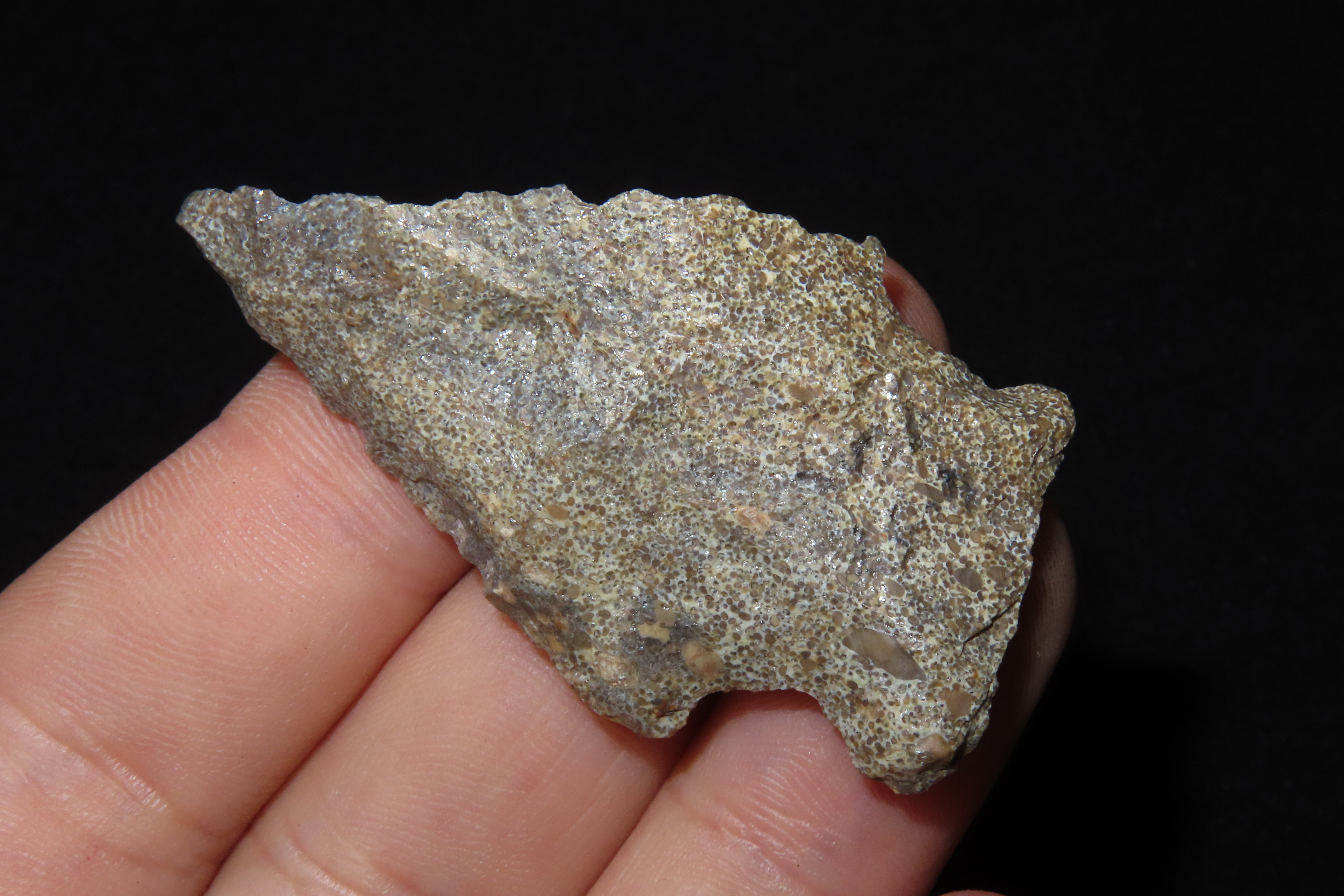 Nice 2 1/8" Florida Bolen Bevel found in Madison County, Fl. Ex Brian Boles Collection. Deep South Arrowhead.