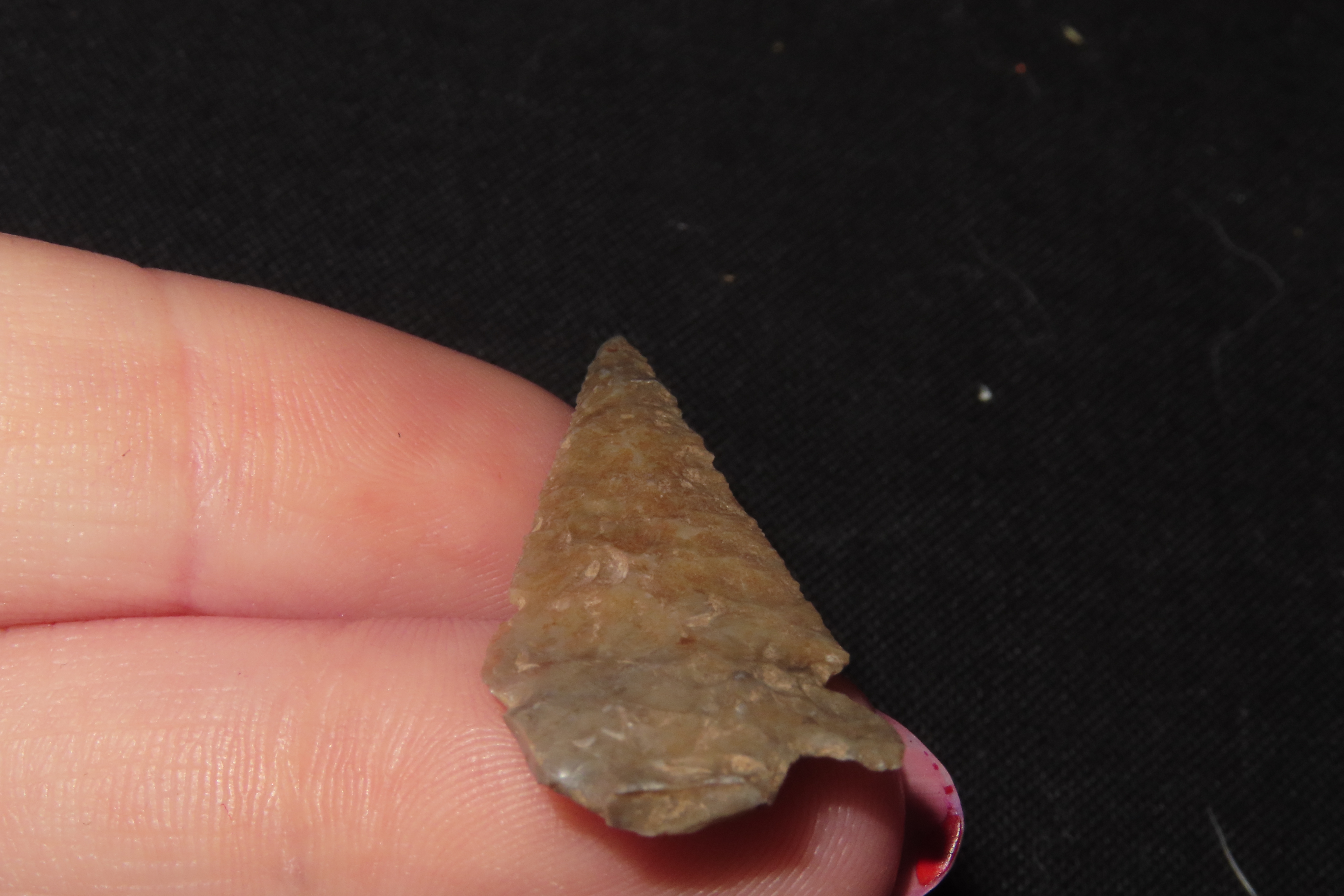 Wafer thin Double Notch Bird Point / Arrowhead found in New Mexico.