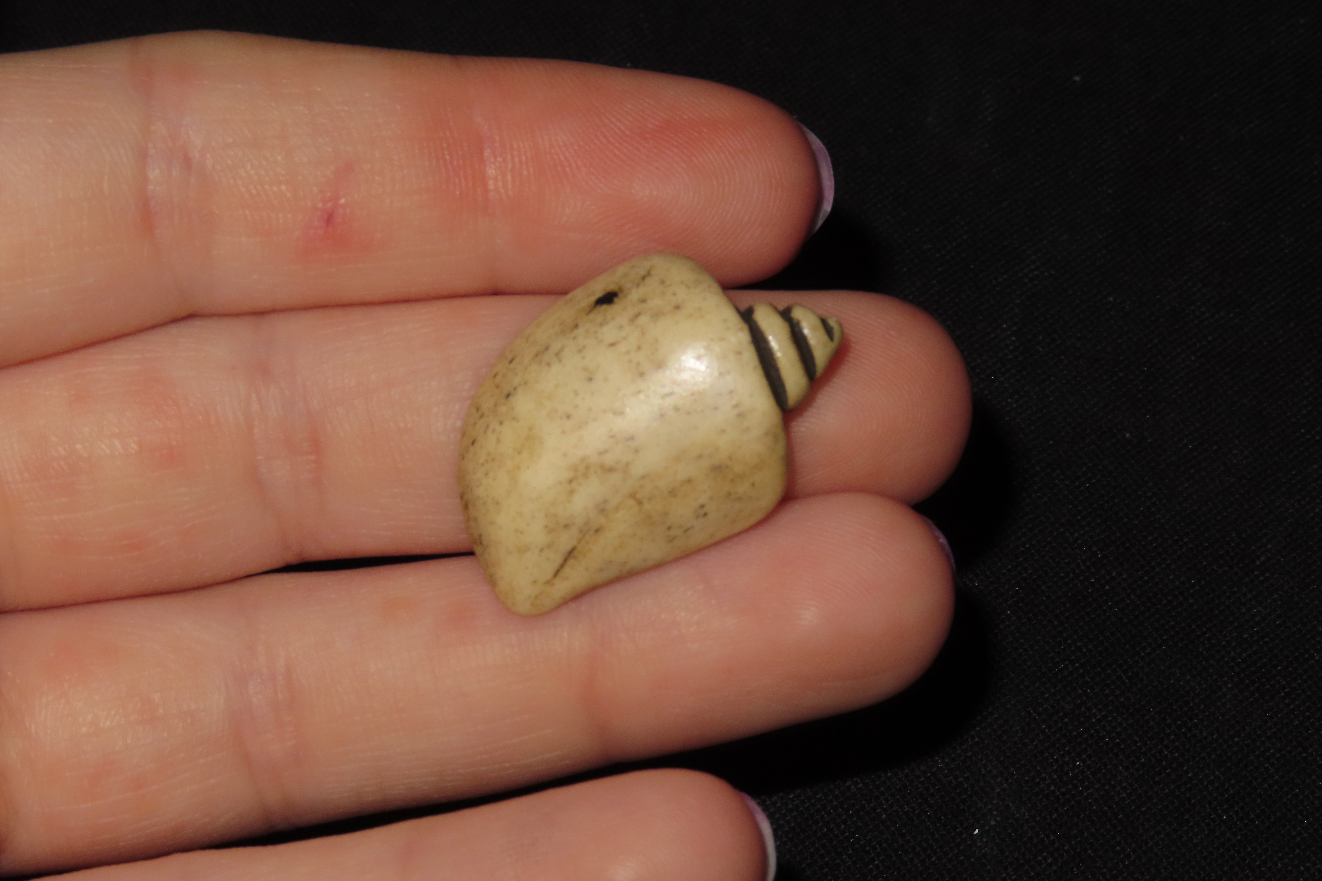 Amazing Pre-Columbian Conch Shell Effigy Bead, Mexico. Carved from Bone, highly polished. Drilled for suspension.
