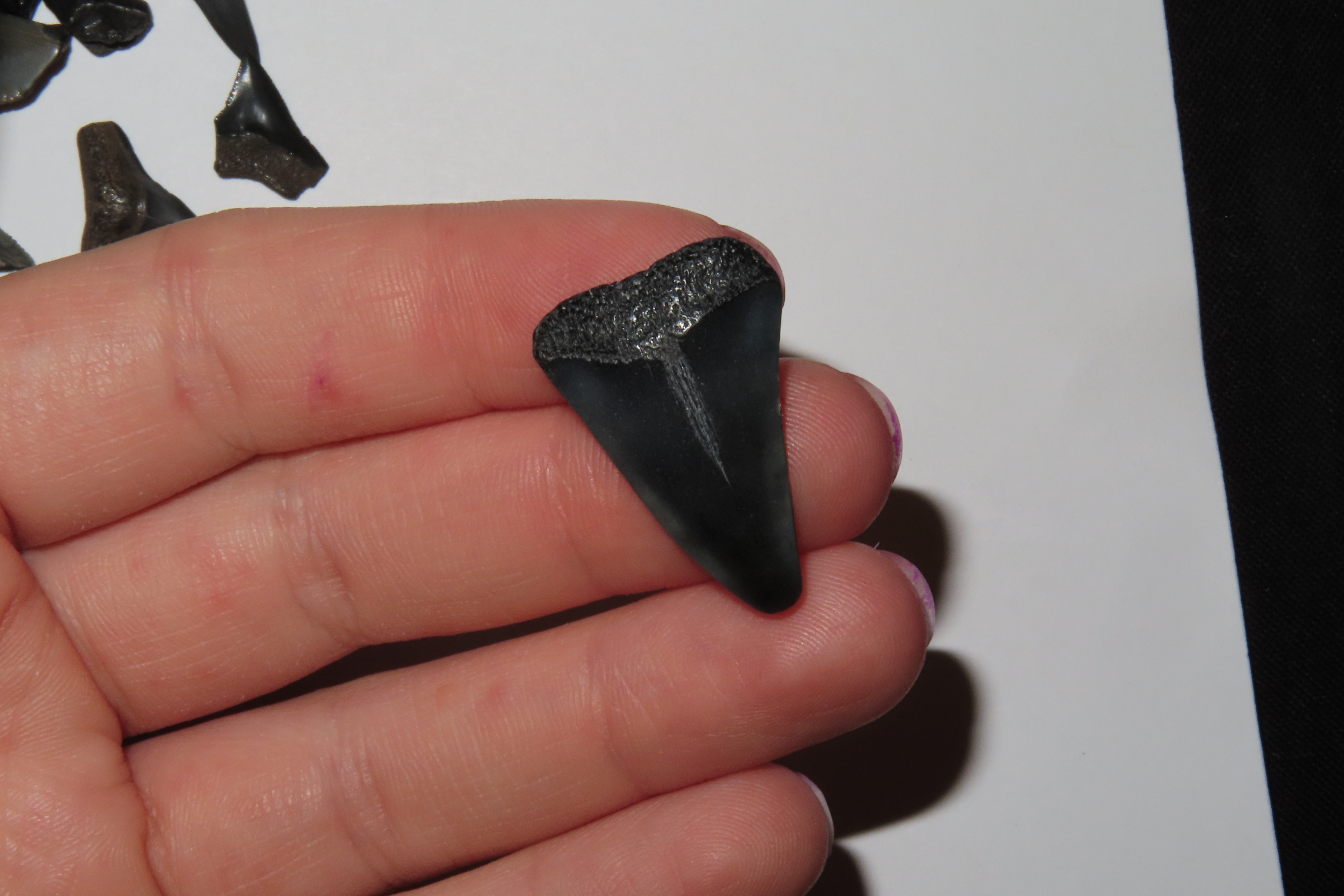 Lot of 200 Sharks Teeth found in Florida with Identification Card. Sand Shark, Tiger Shark, Lemon Shark, Bull Shark, Mako Shark