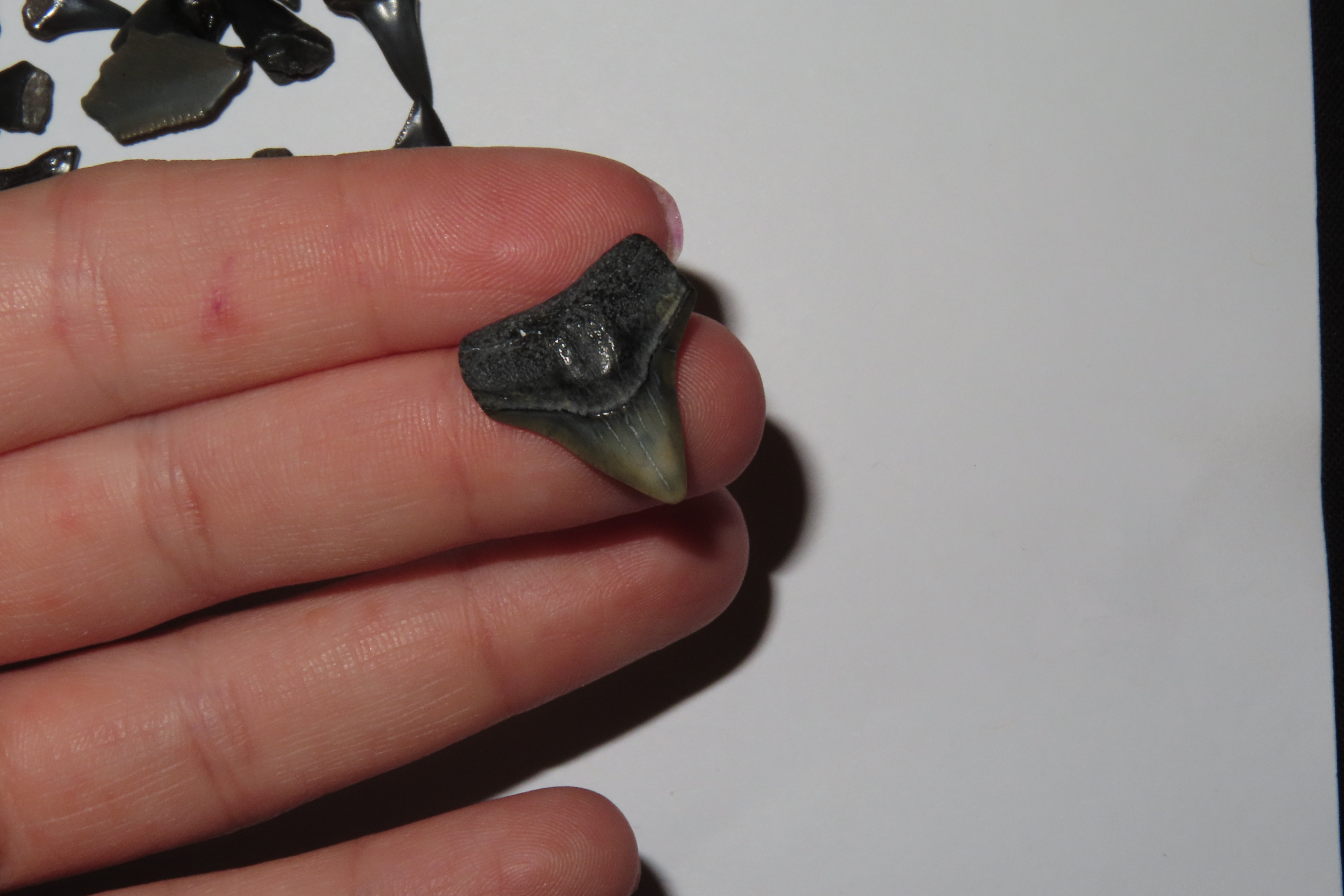 Lot of 200 Sharks Teeth found in Florida with Identification Card. Sand Shark, Tiger Shark, Lemon Shark, Bull Shark, Mako Shark