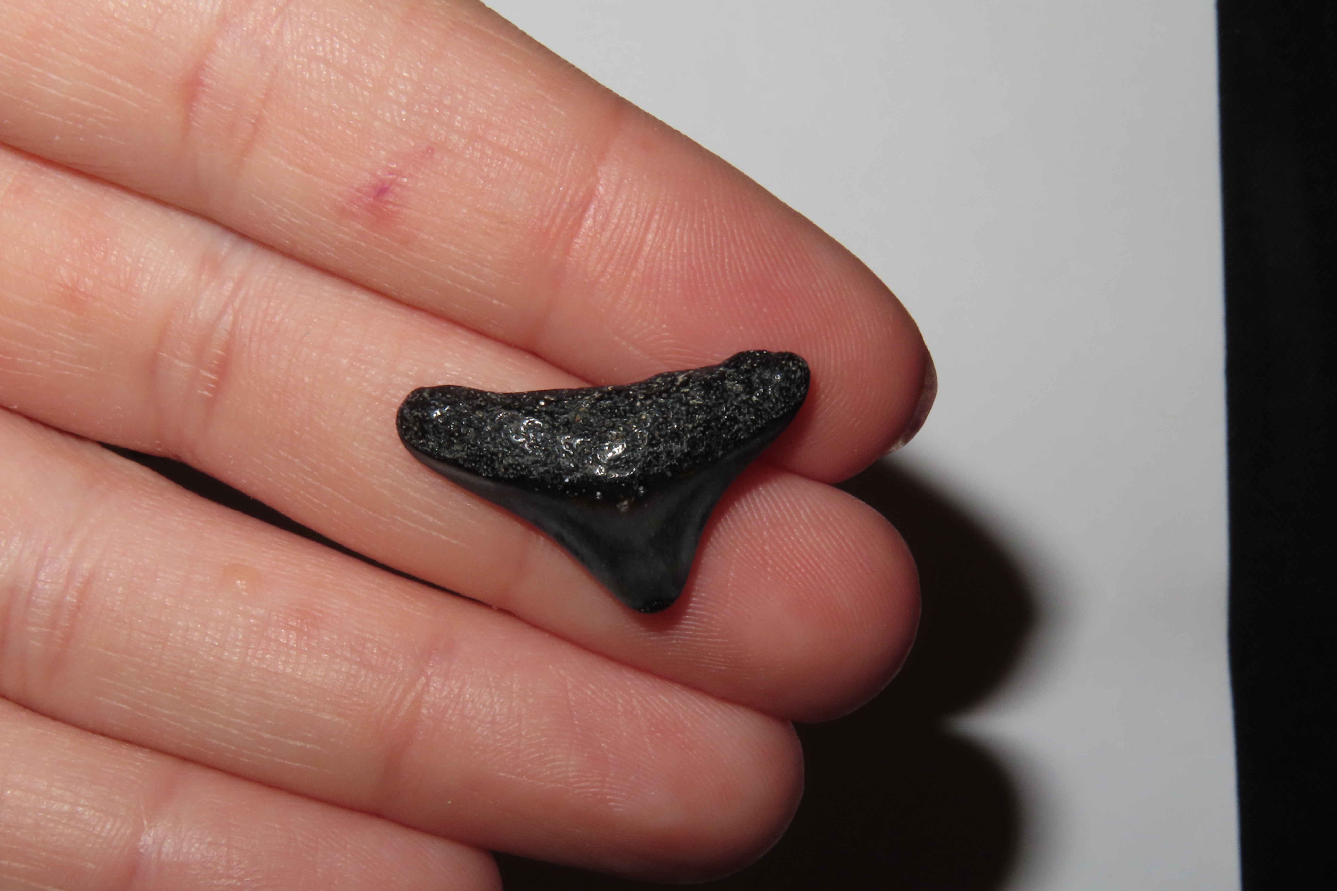 Lot of 200 Sharks Teeth found in Florida with Identification Card. Sand Shark, Tiger Shark, Lemon Shark, Bull Shark, Mako Shark