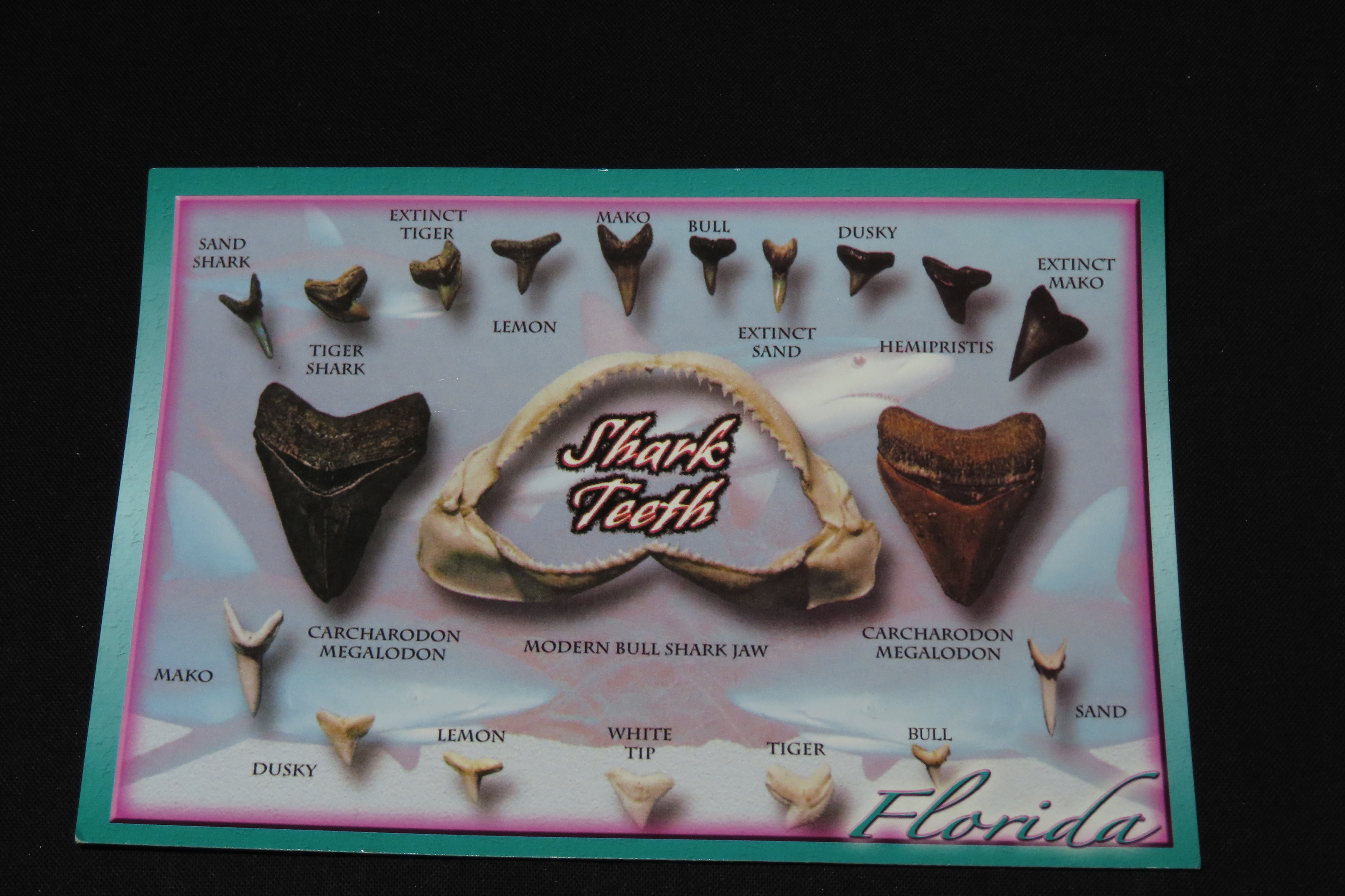 Lot of 200 Sharks Teeth found in Florida with Identification Card. Sand Shark, Tiger Shark, Lemon Shark, Bull Shark, Mako Shark
