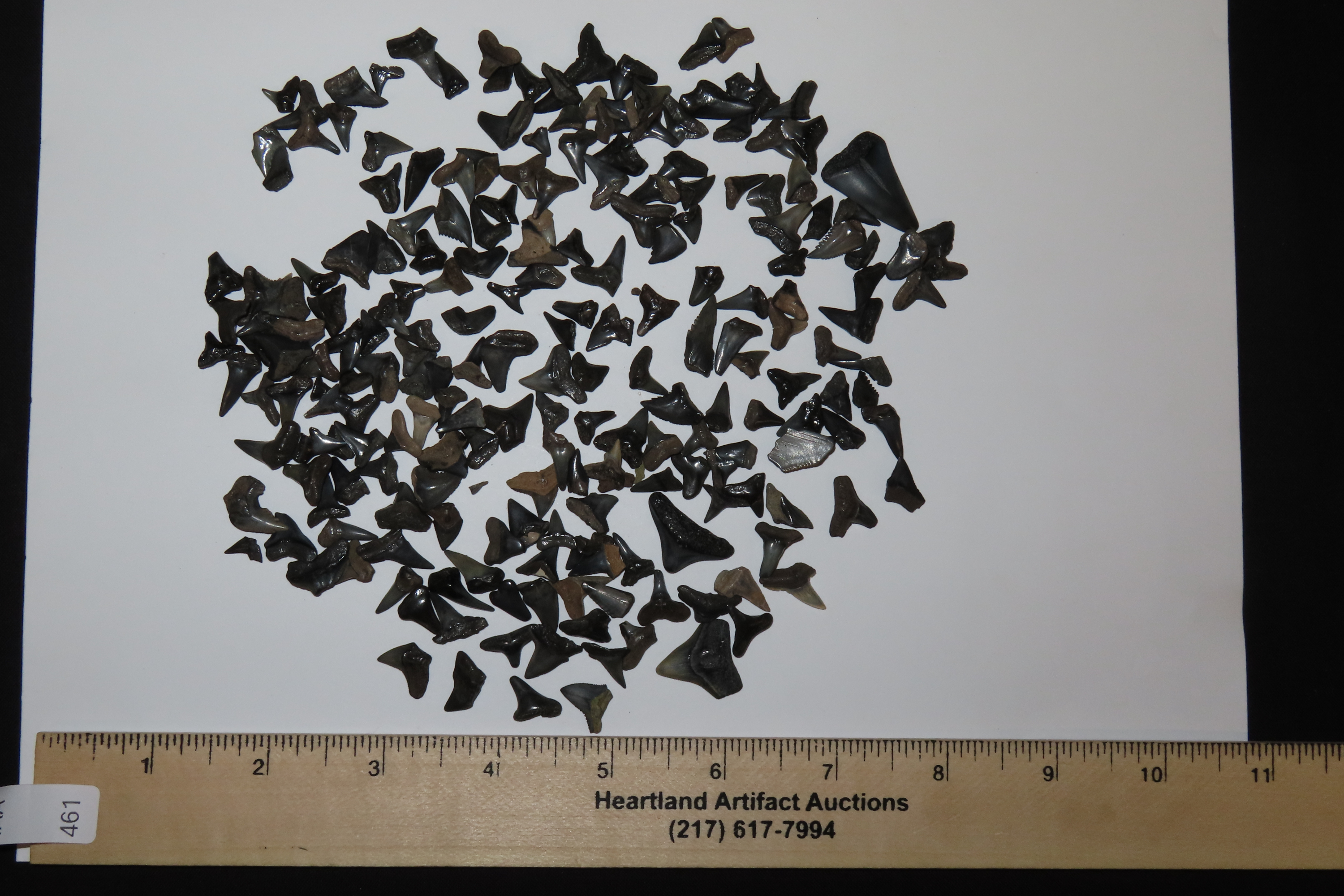 Lot of 200 Sharks Teeth found in Florida with Identification Card. Sand Shark, Tiger Shark, Lemon Shark, Bull Shark, Mako Shark